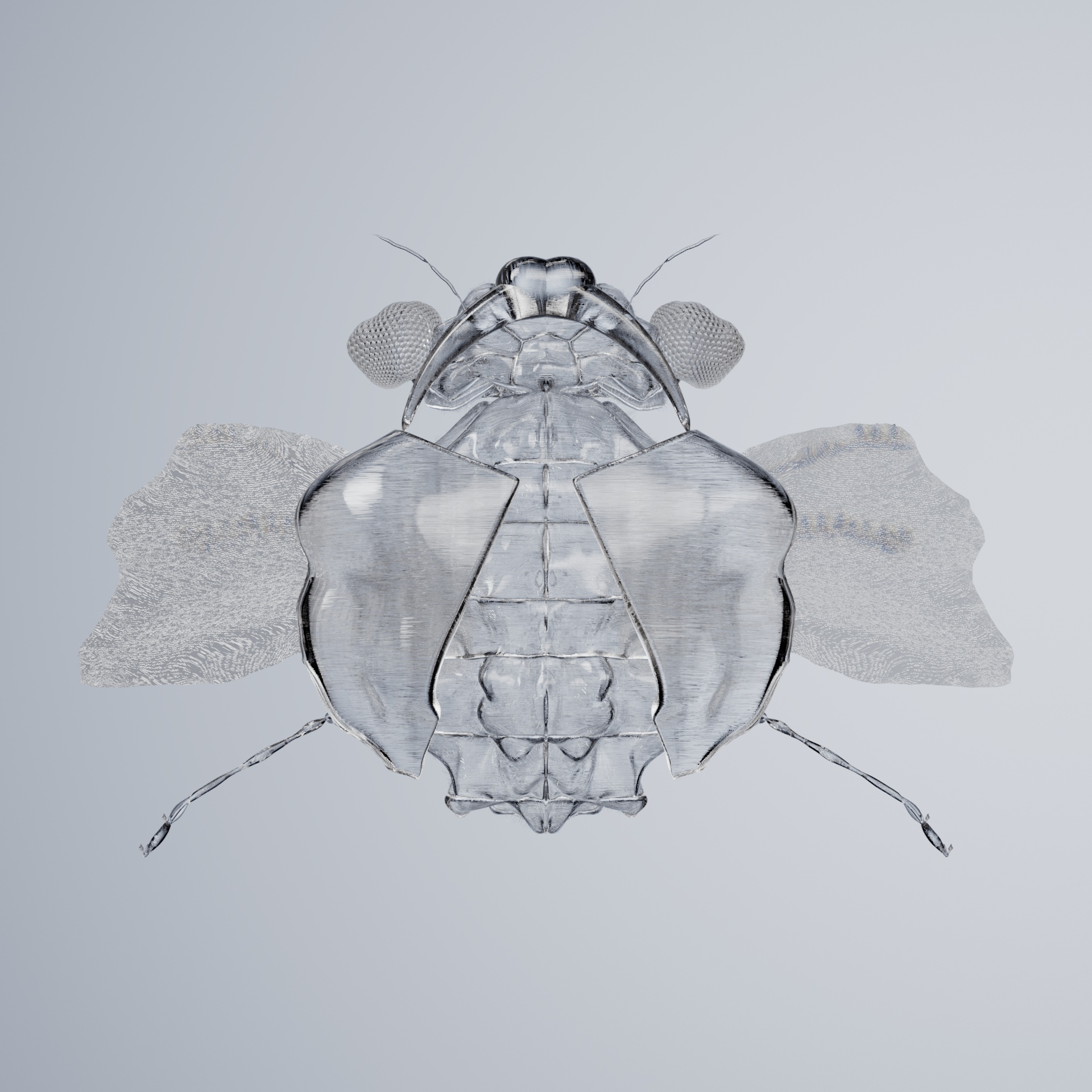 Coleopterapinguis europentalis