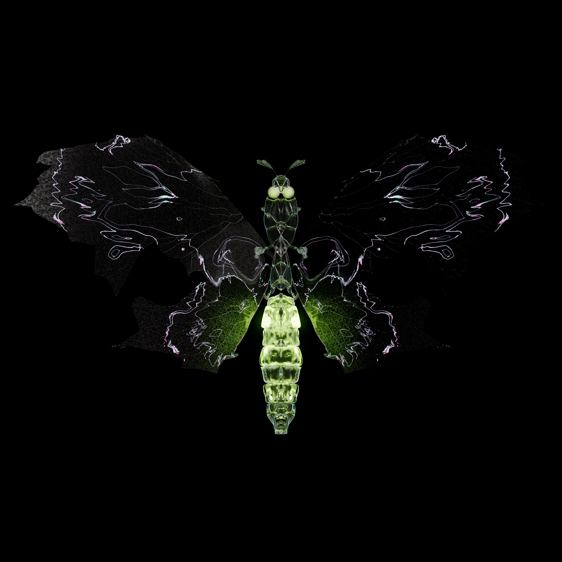 Rhopaloceravivida catticus