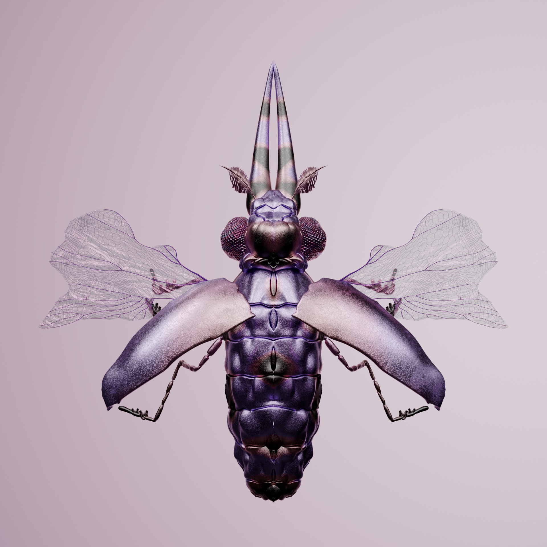 Coleopteraproceritas francus