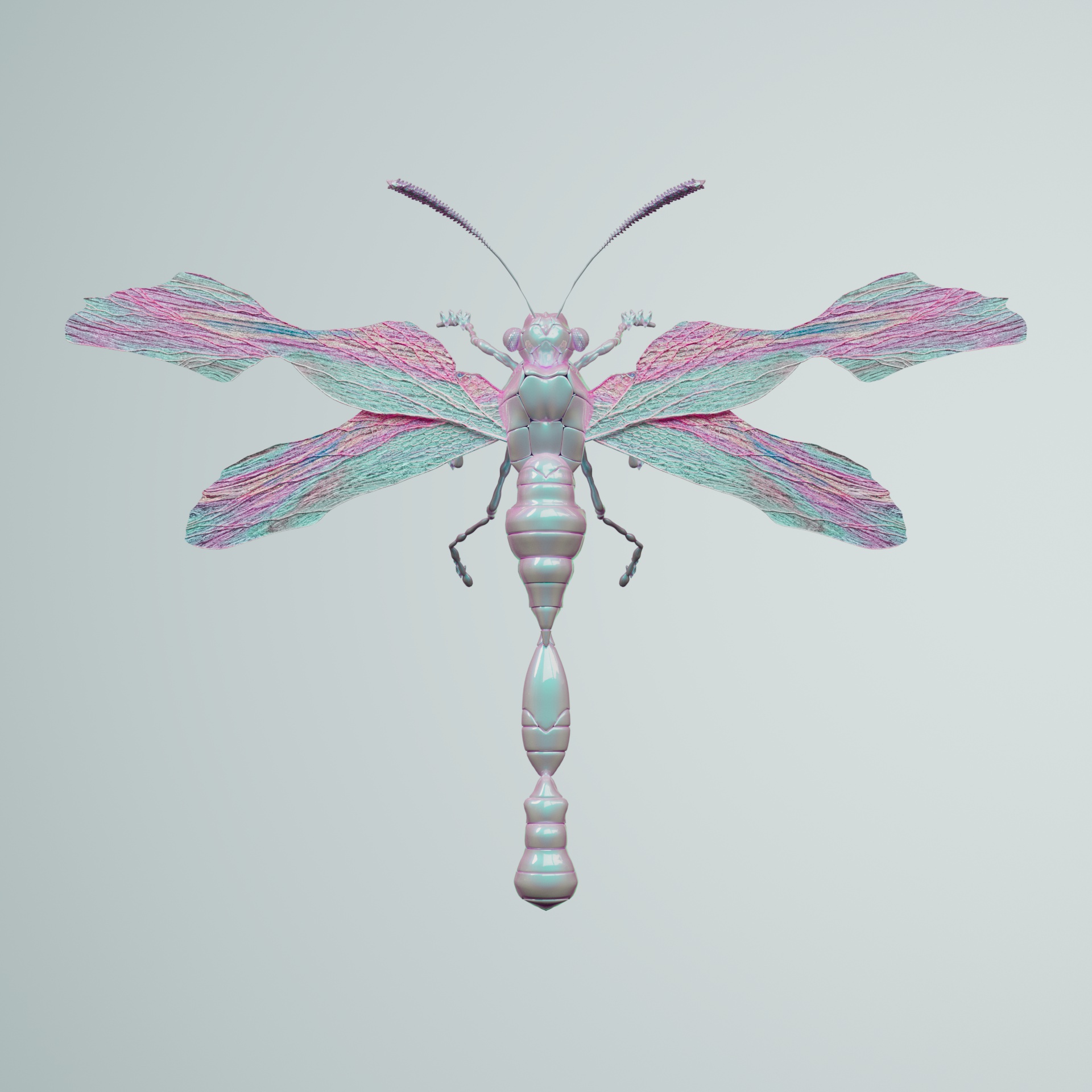 Anisopteravivida amblyrhitimus