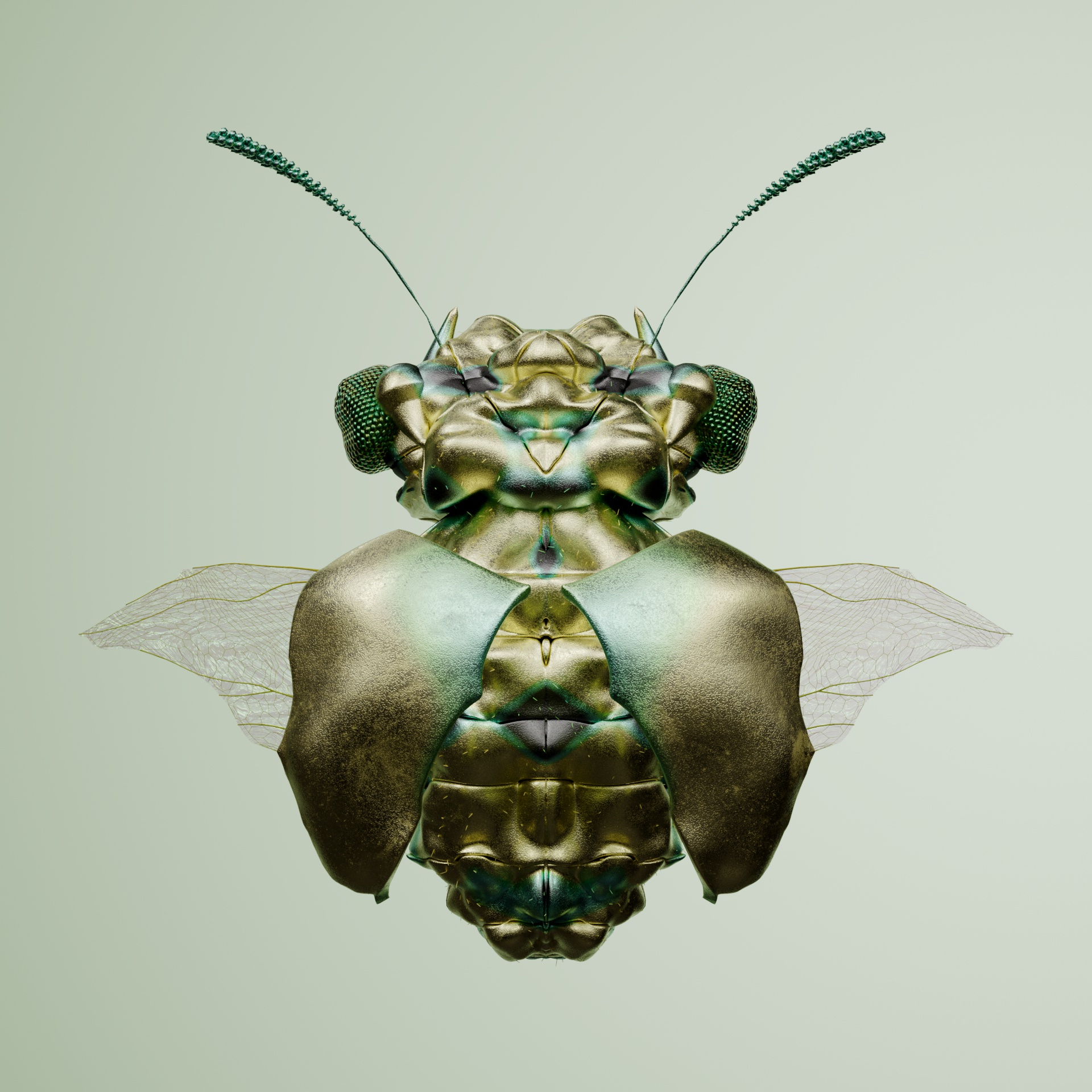 Coleopterasuperbus oedipoditus