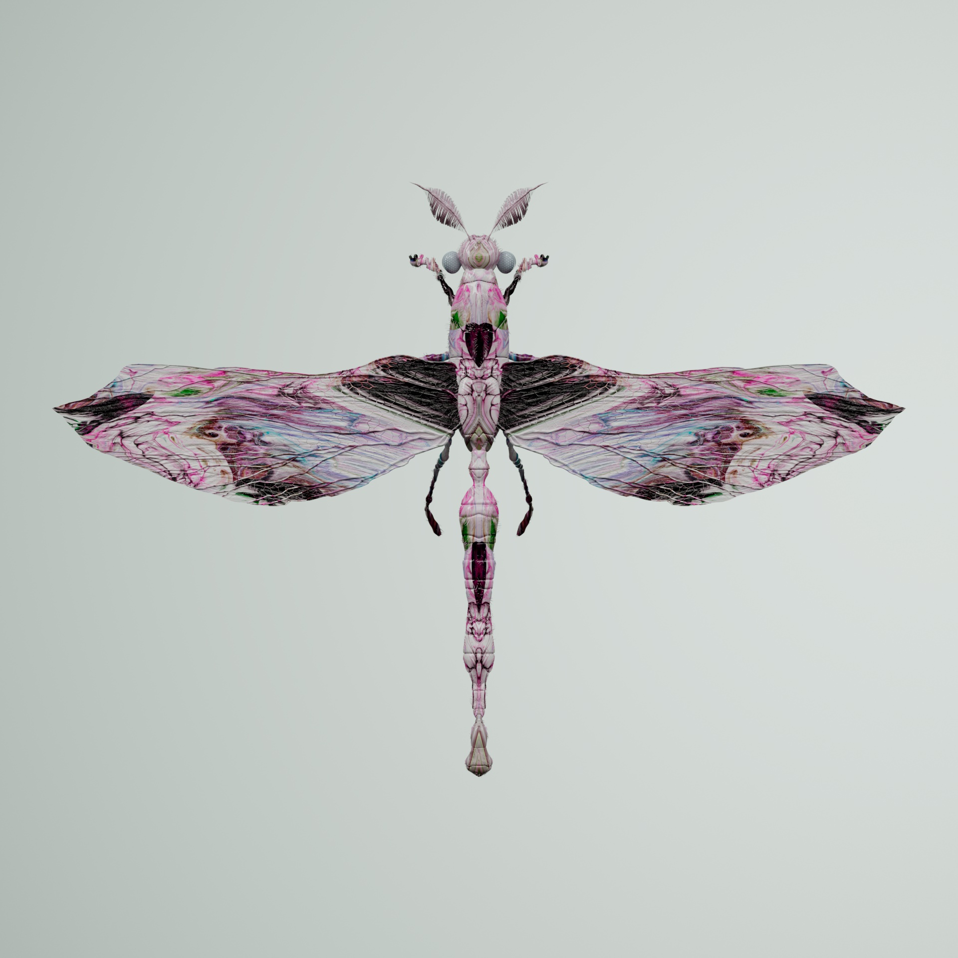 Anisopteravivida splenderi