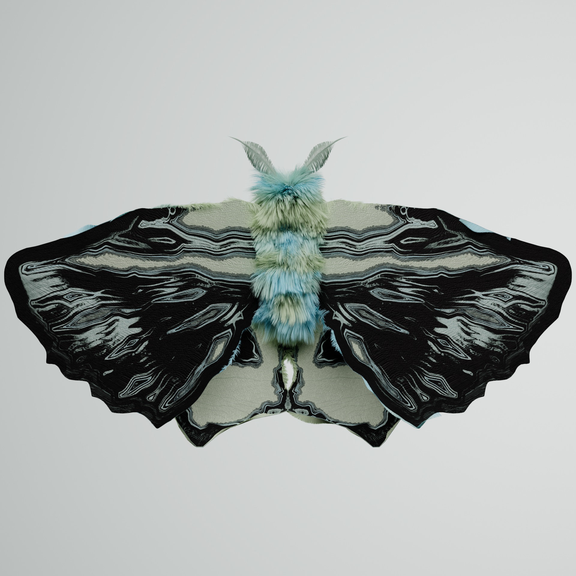 Lepidopteracerritulus cotagrus