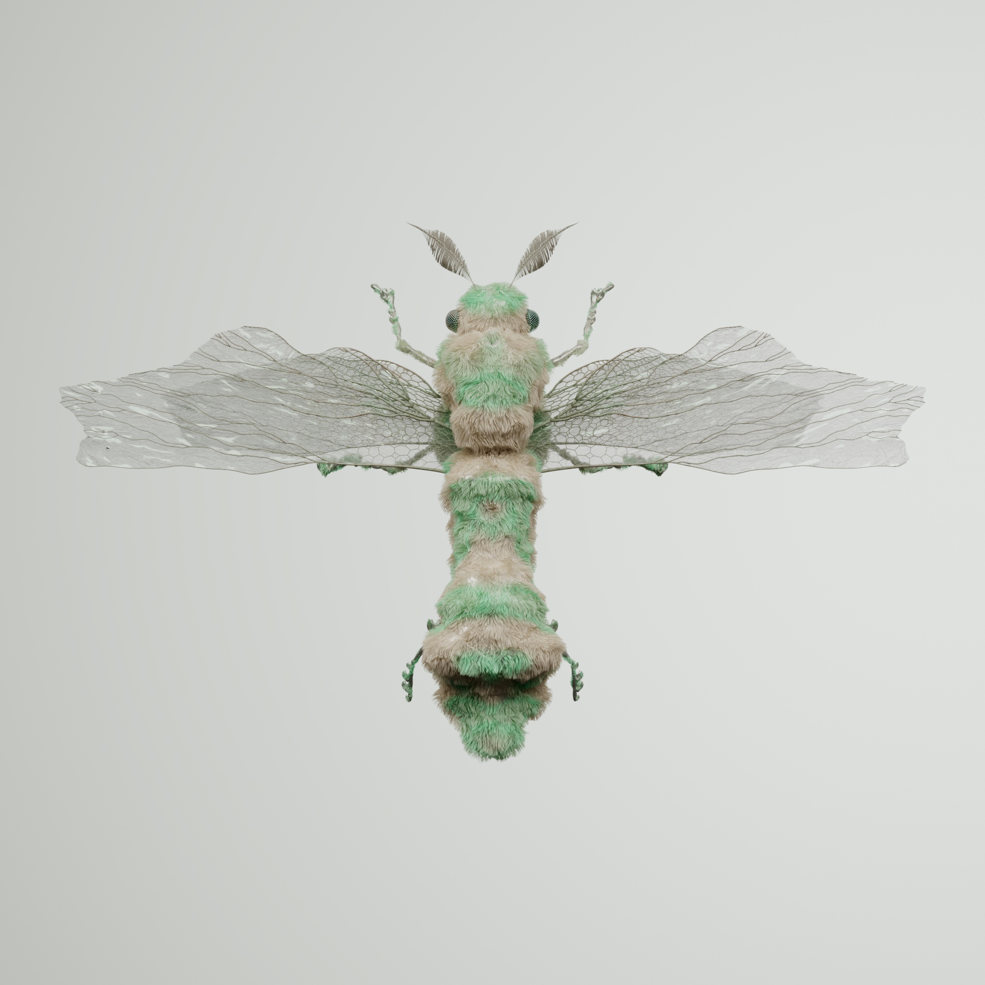 Anisopteracerritulus nebera