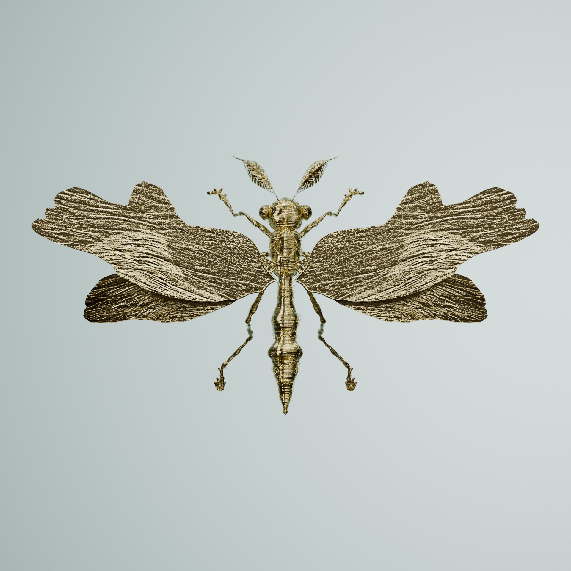 Anisopteraouatta iguanyi