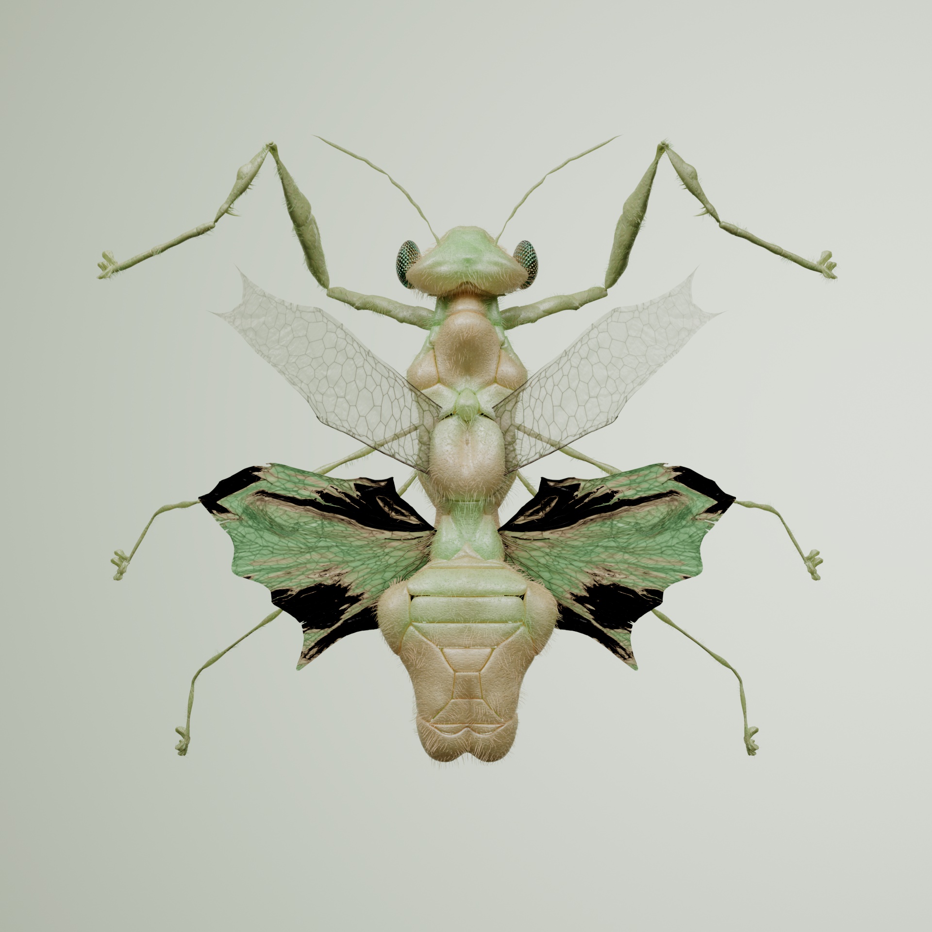 Mantodeacerritulus vulparias