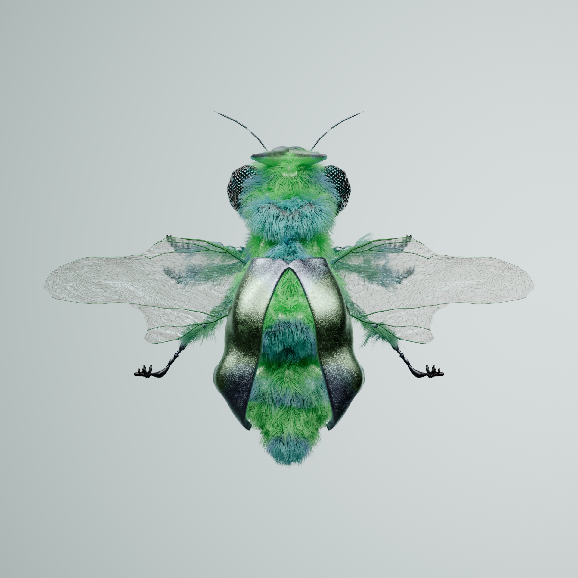 Coleopteraoprocta bufallus