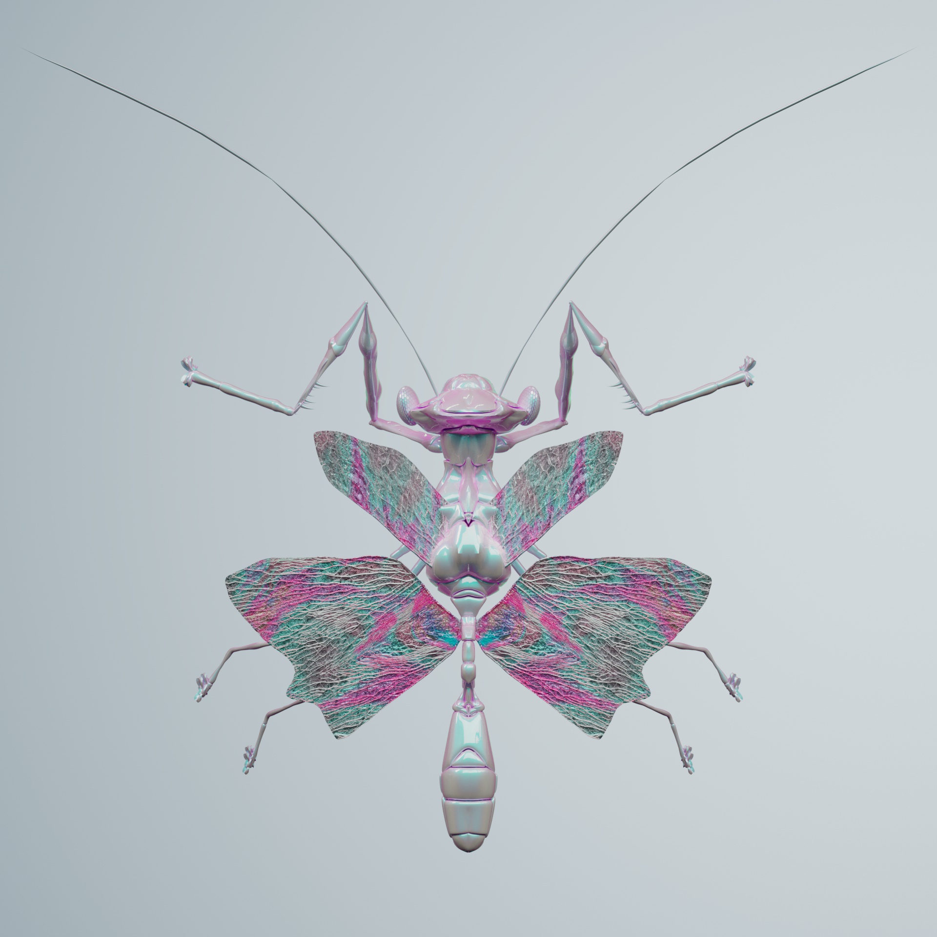 Mantodeavivida patulosa