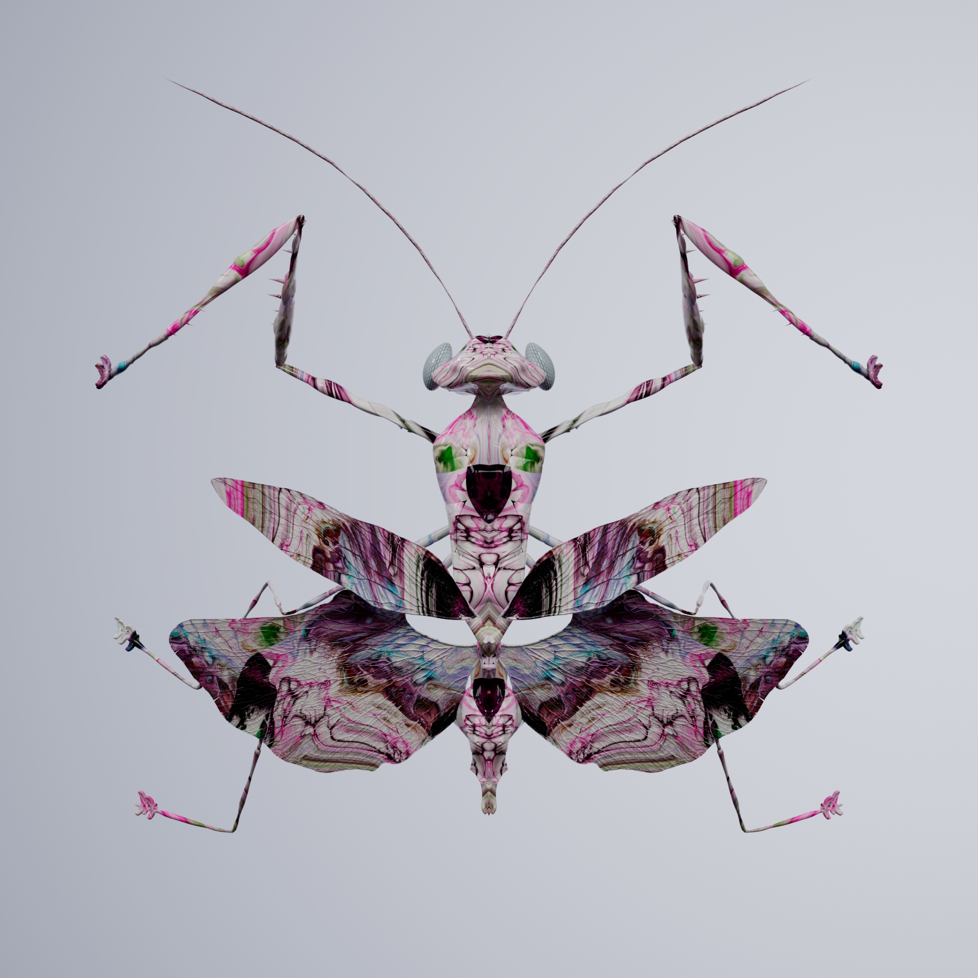 Mantodeavivida cyclactyla