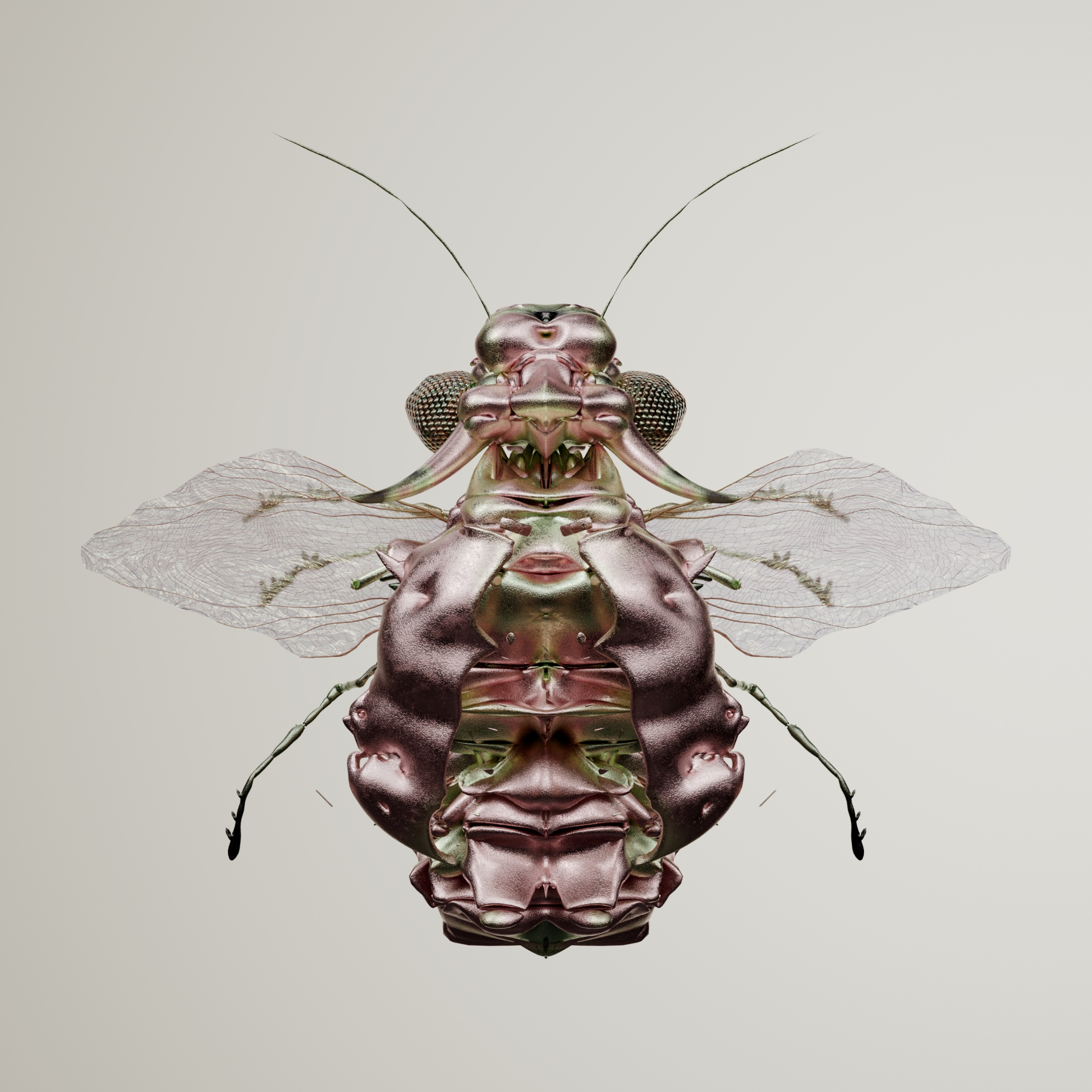 Coleopteracerritulus punctyanus