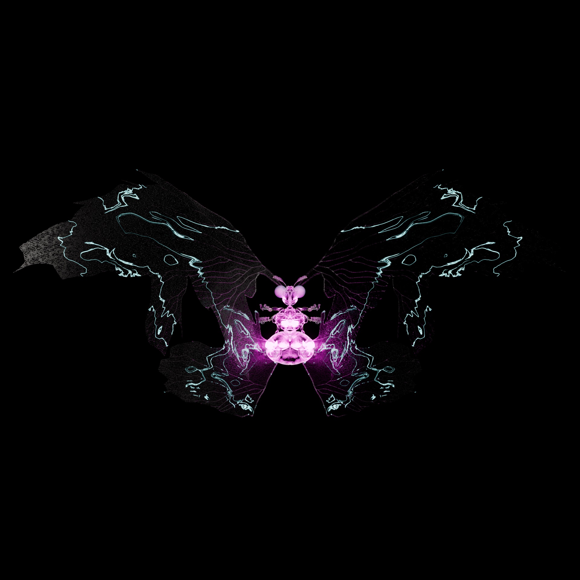 Rhopalocerapinguis parvoura