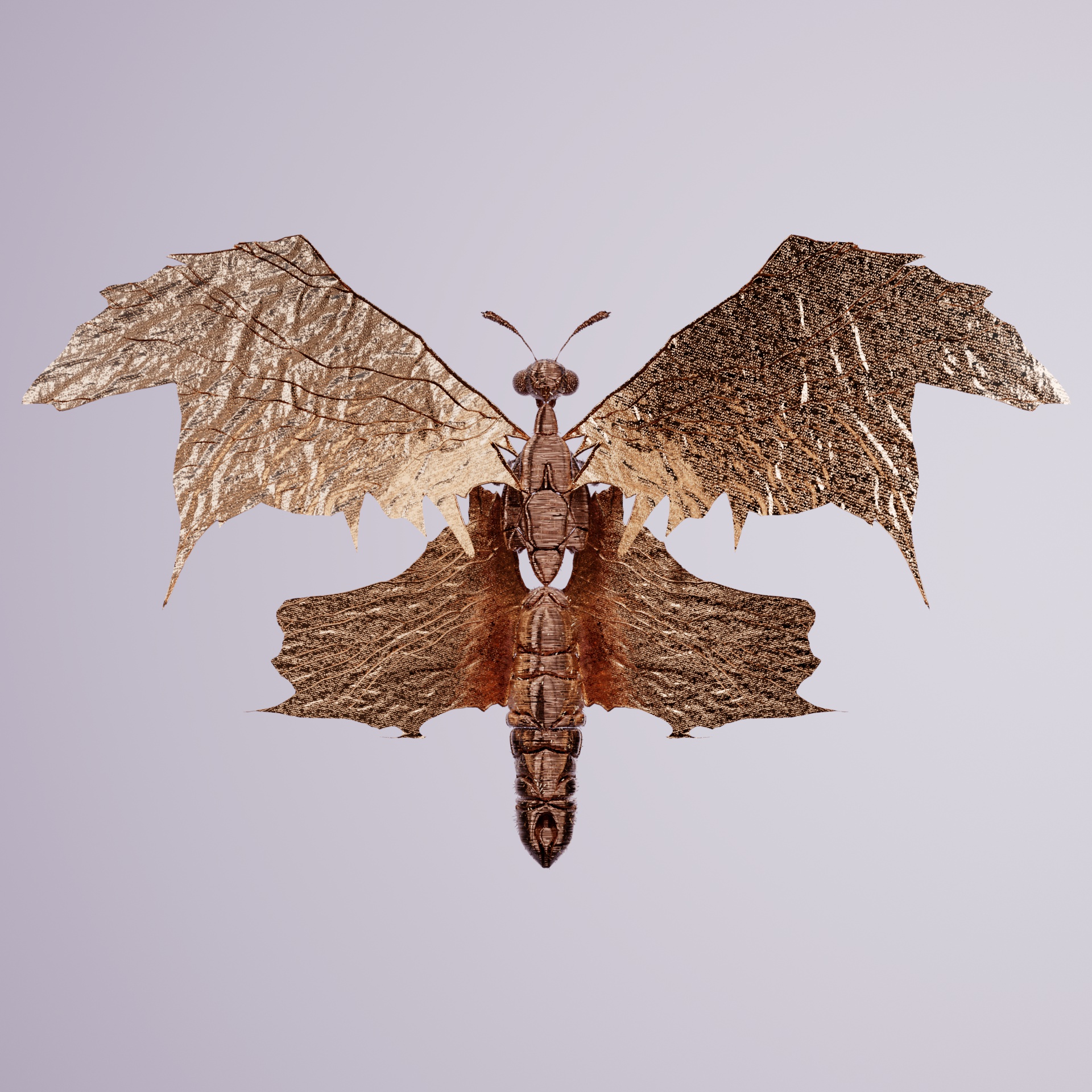 Rhopaloceracerritulus melanacu