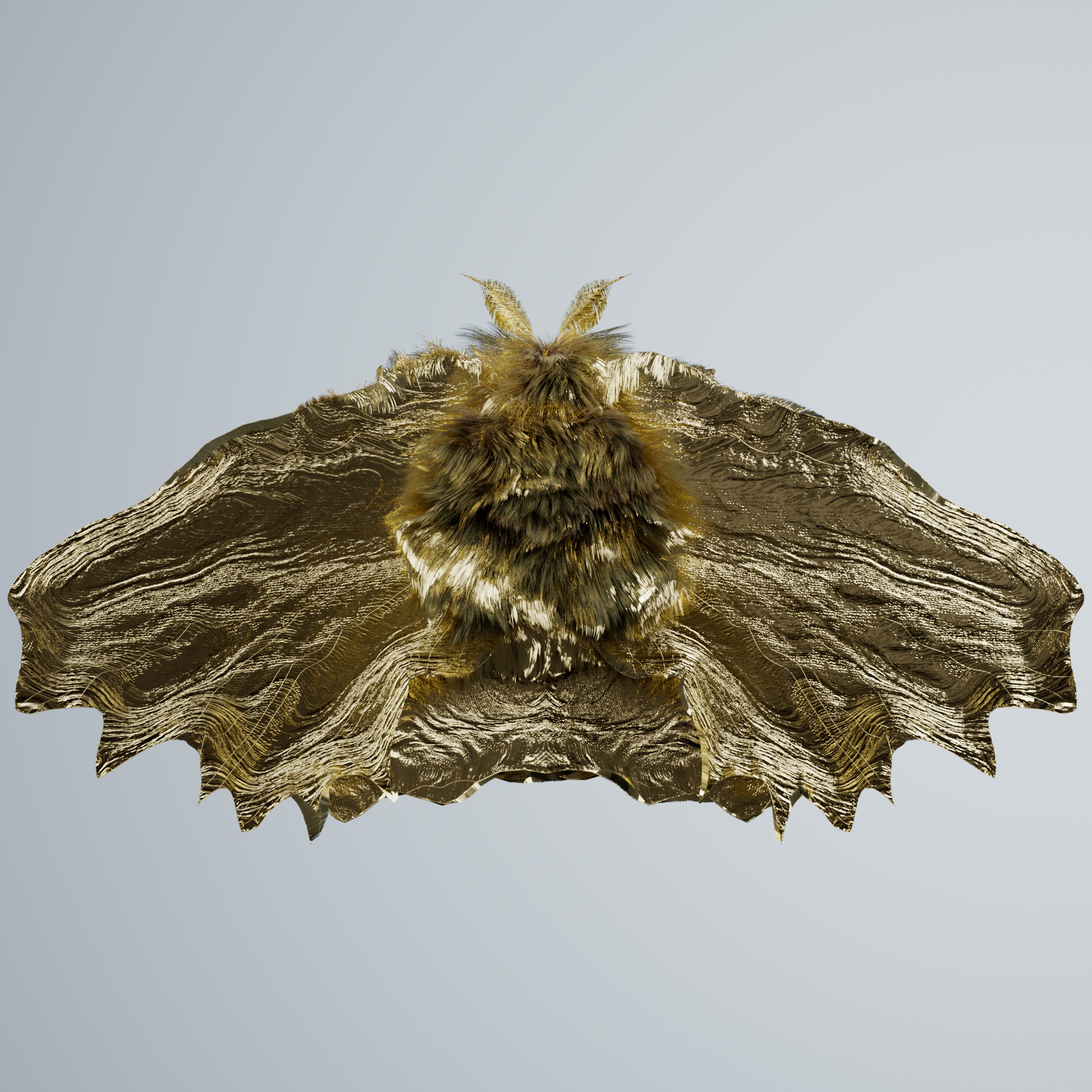 Lepidopterapinguis sphodi