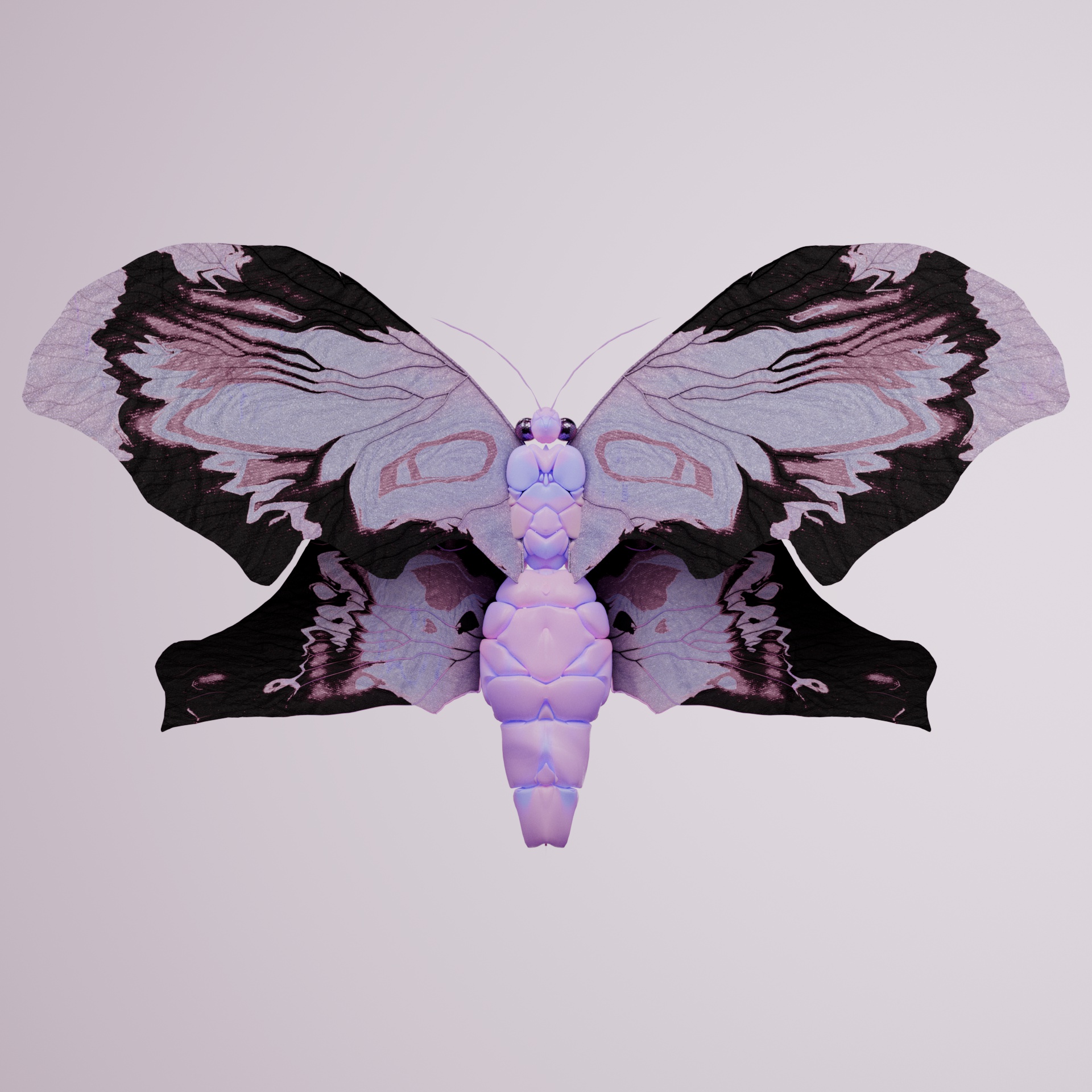 Rhopaloceracerritulus mephens