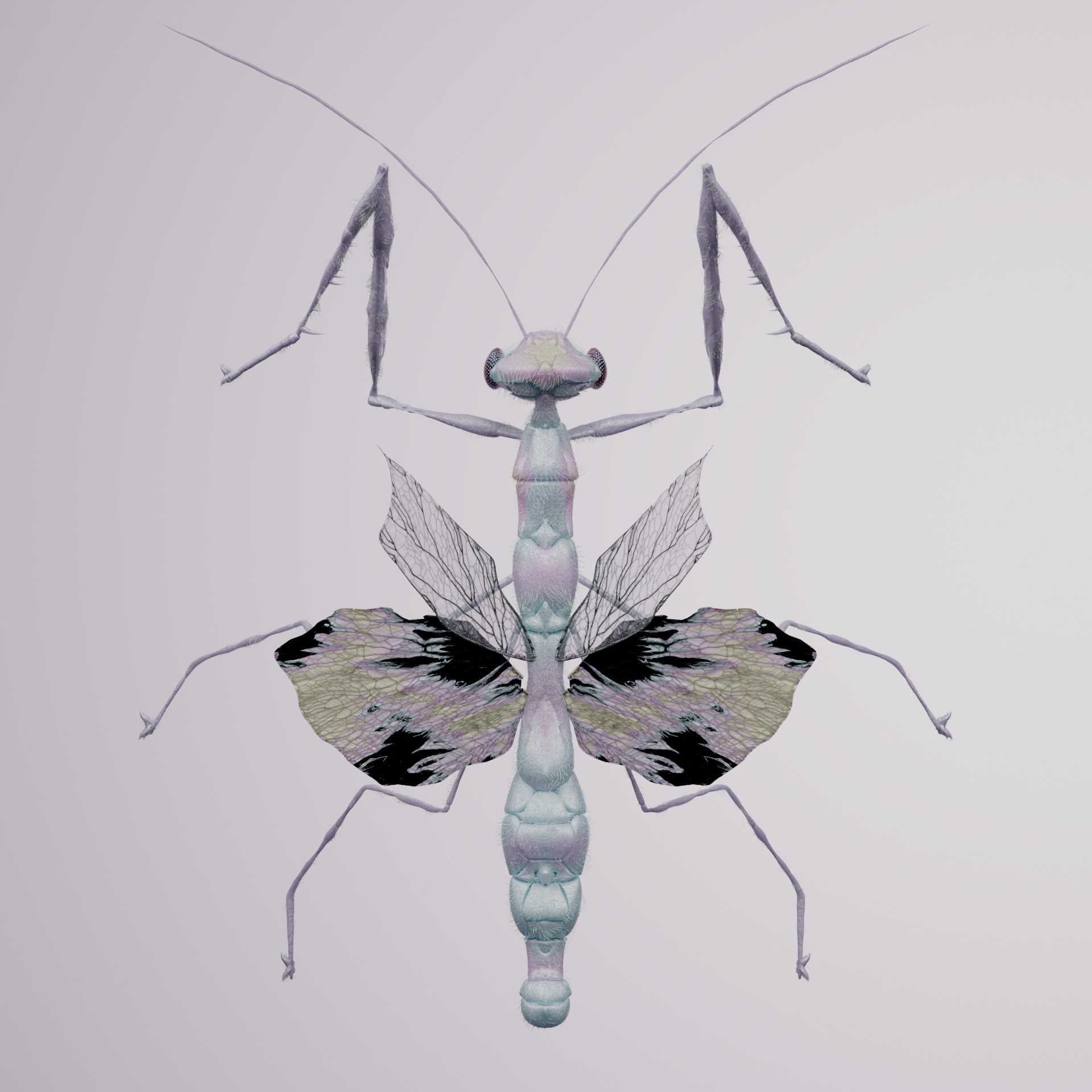 Mantodeacerritulus colchilus