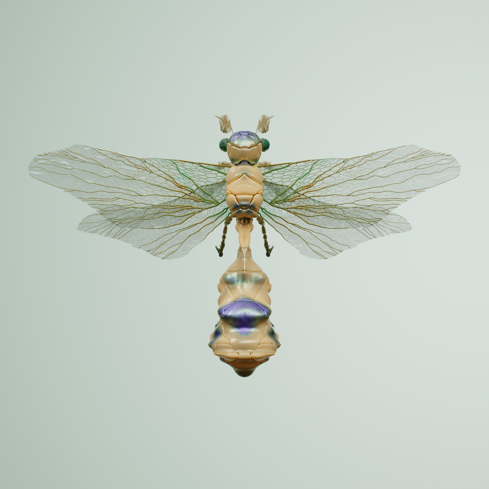 Anisopteracerritulus derboditus