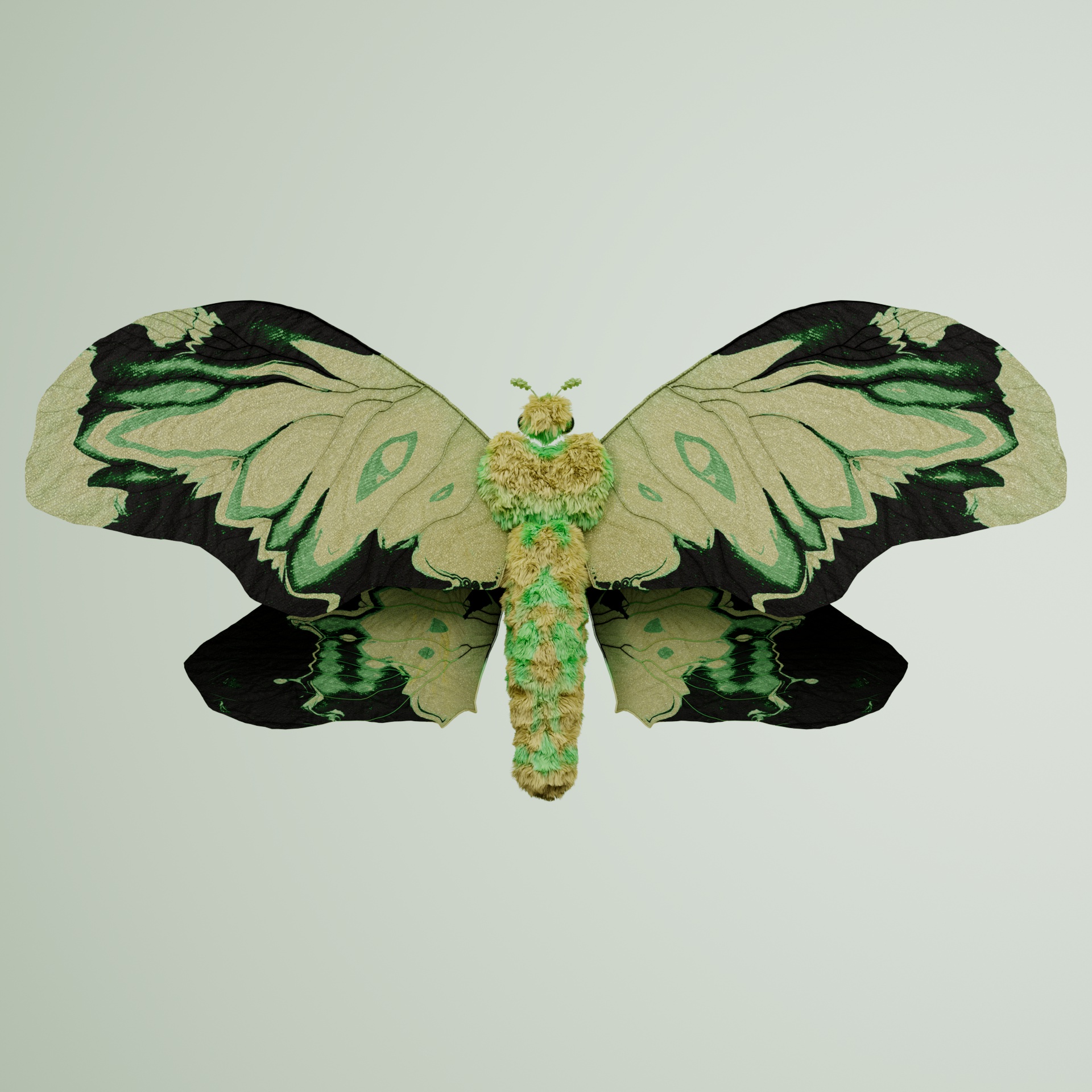 Rhopaloceraproceritas simica