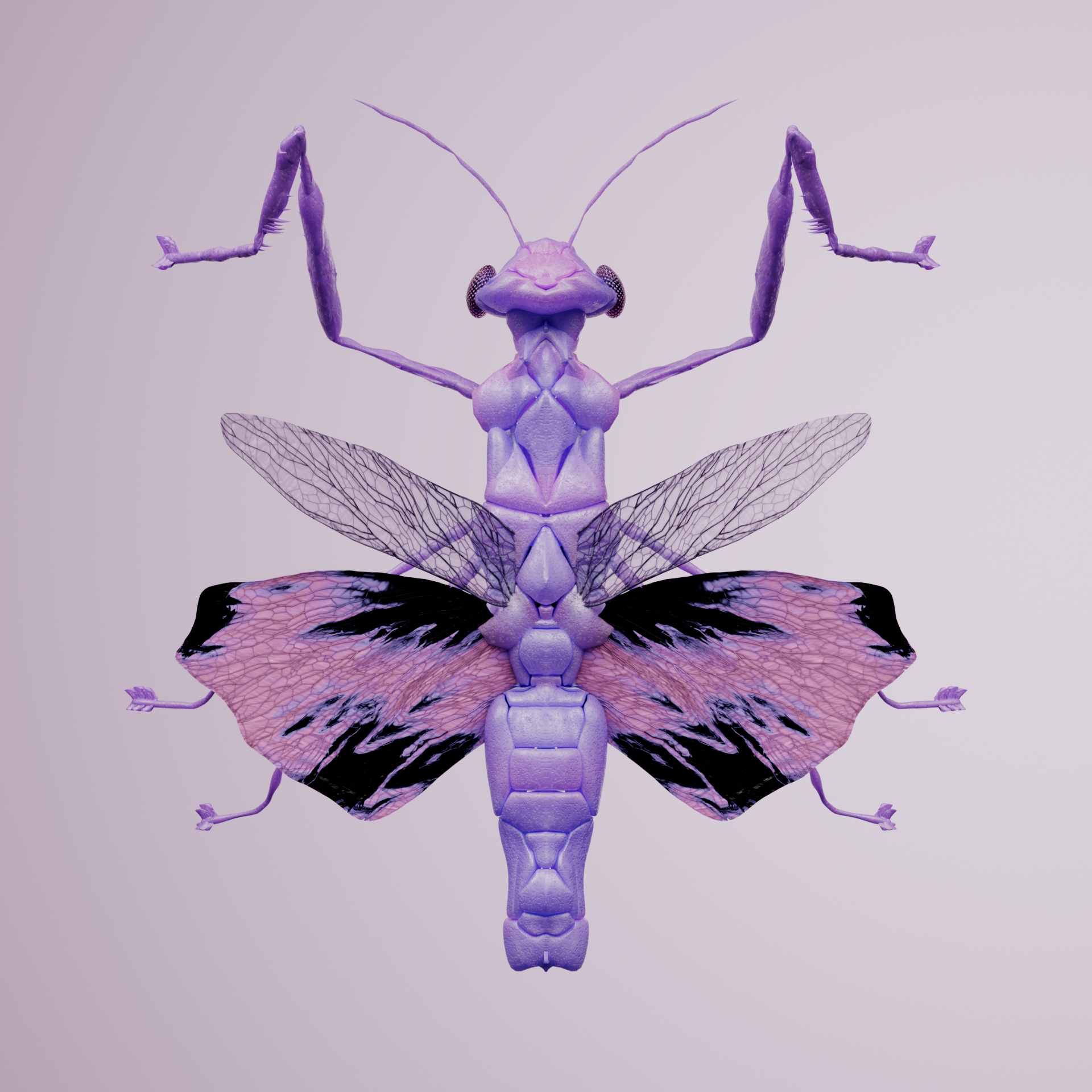 Mantodeaacine vituleatus