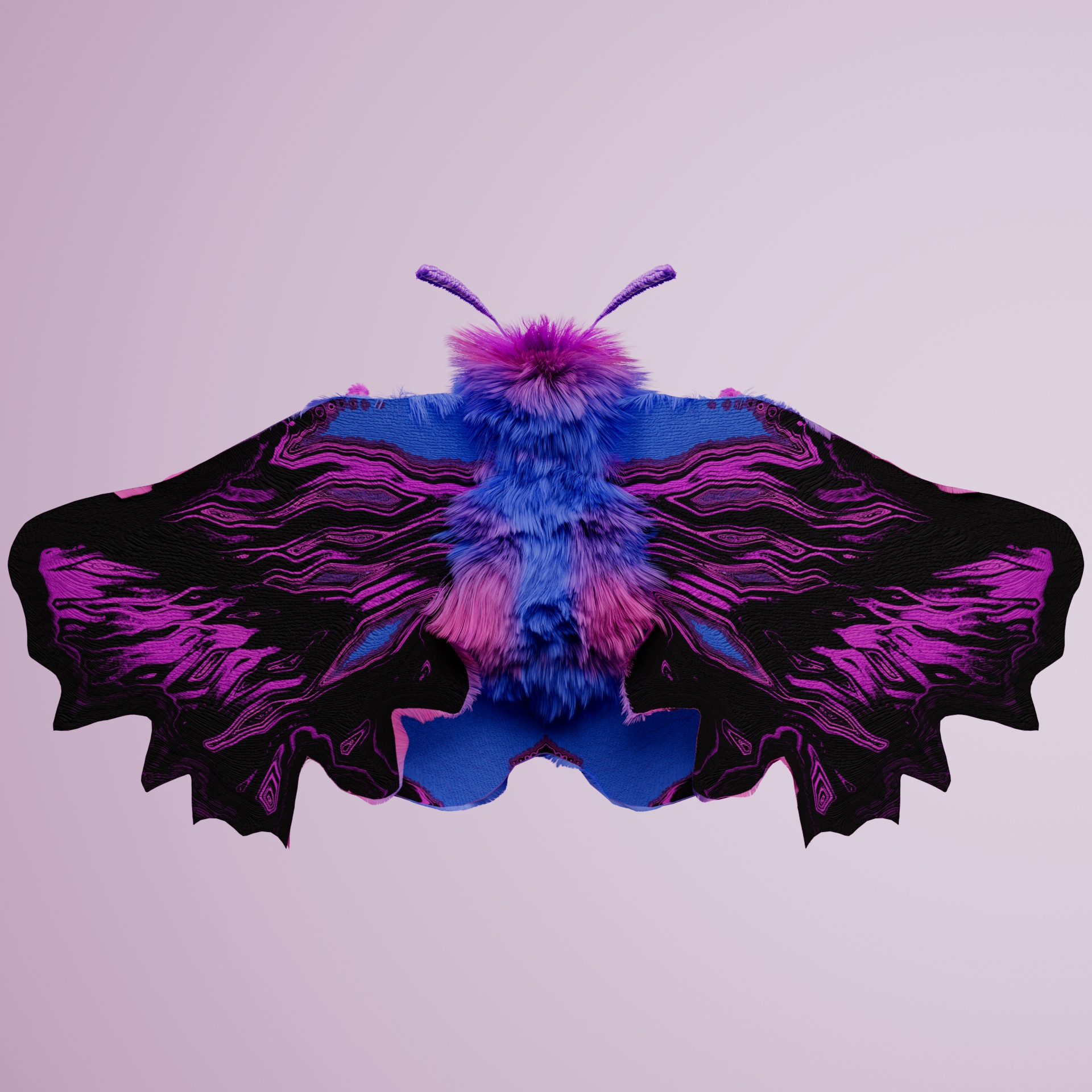 Lepidopterasuperbus lupectum