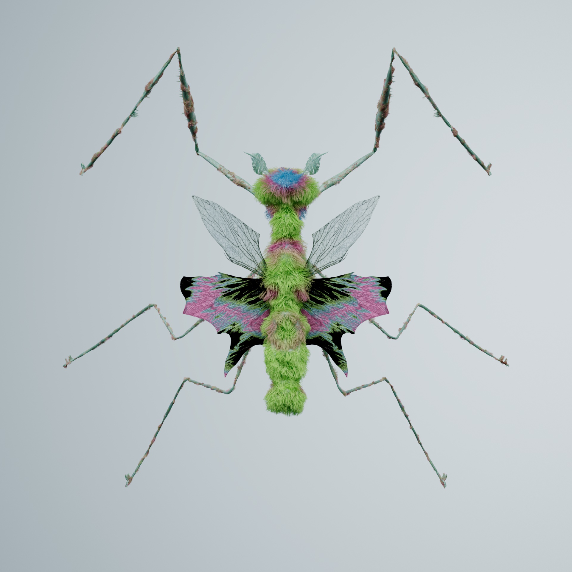 Mantodeacerritulus strani