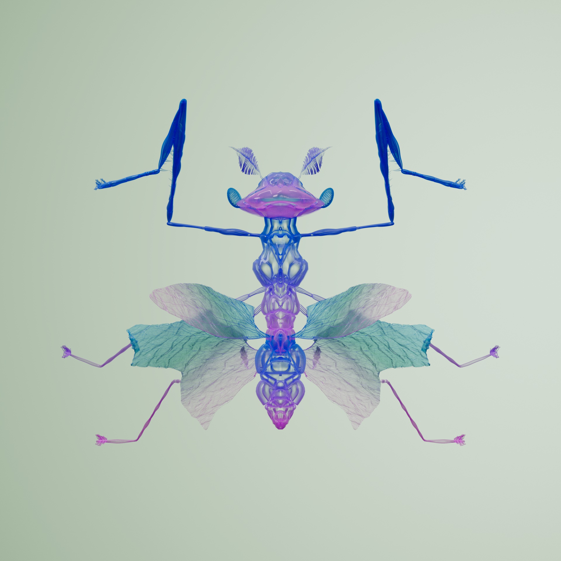 Mantodeasuperbus brachonicus
