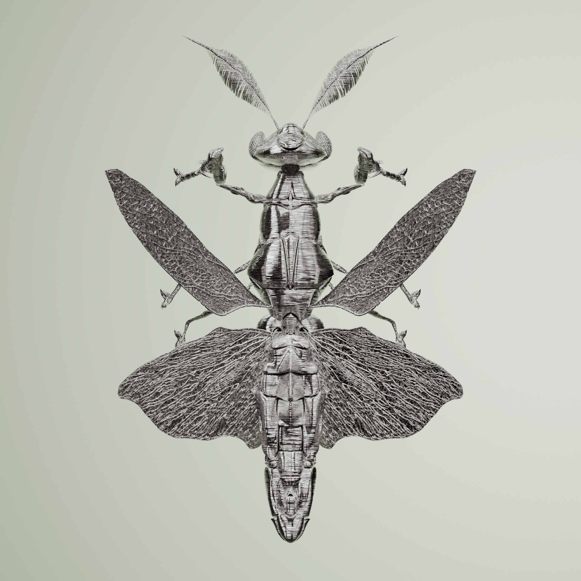 Mantodeaproceritas axelrayanus