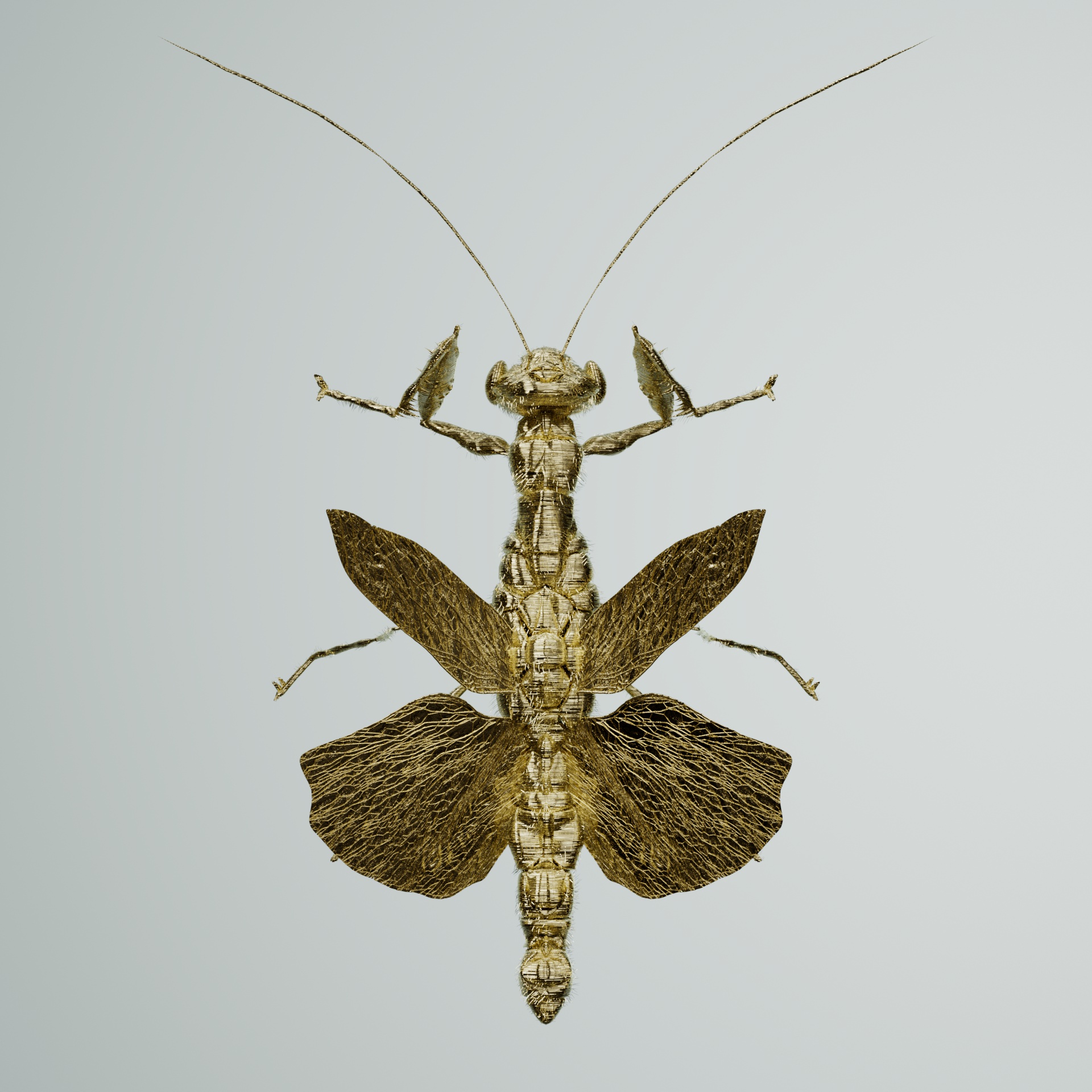 Mantodeaeridae cabuco