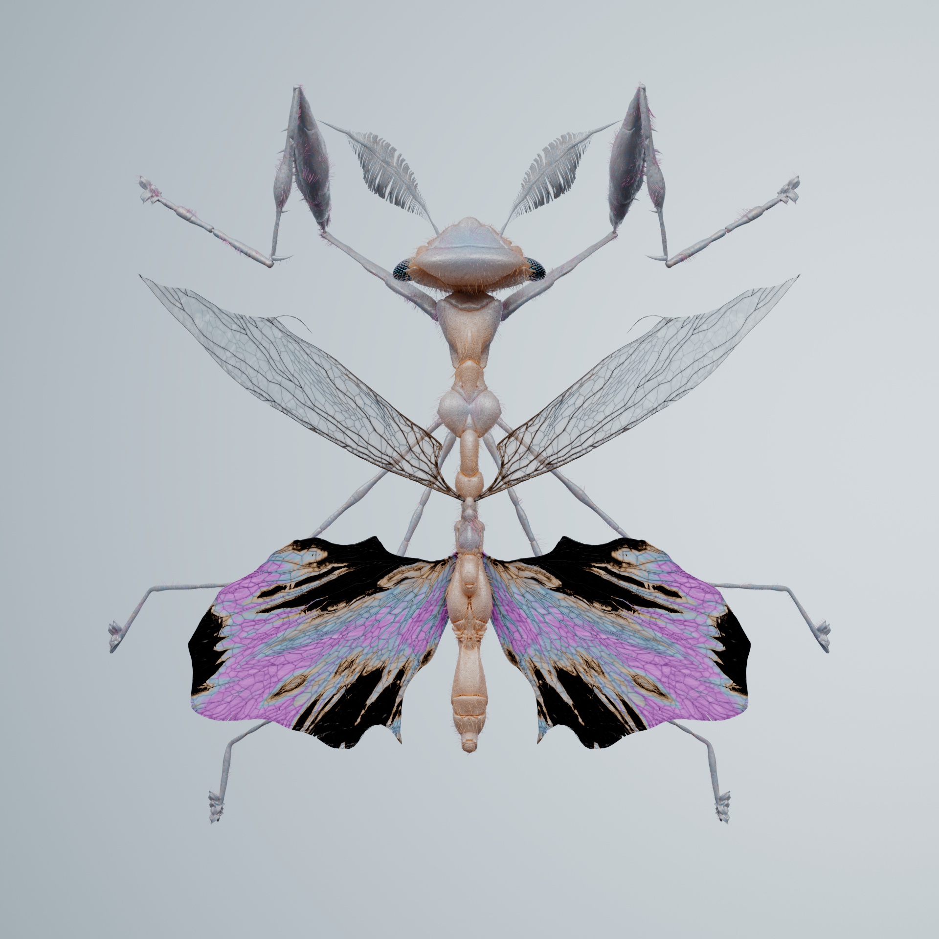 Mantodeaaemus lanigoditus