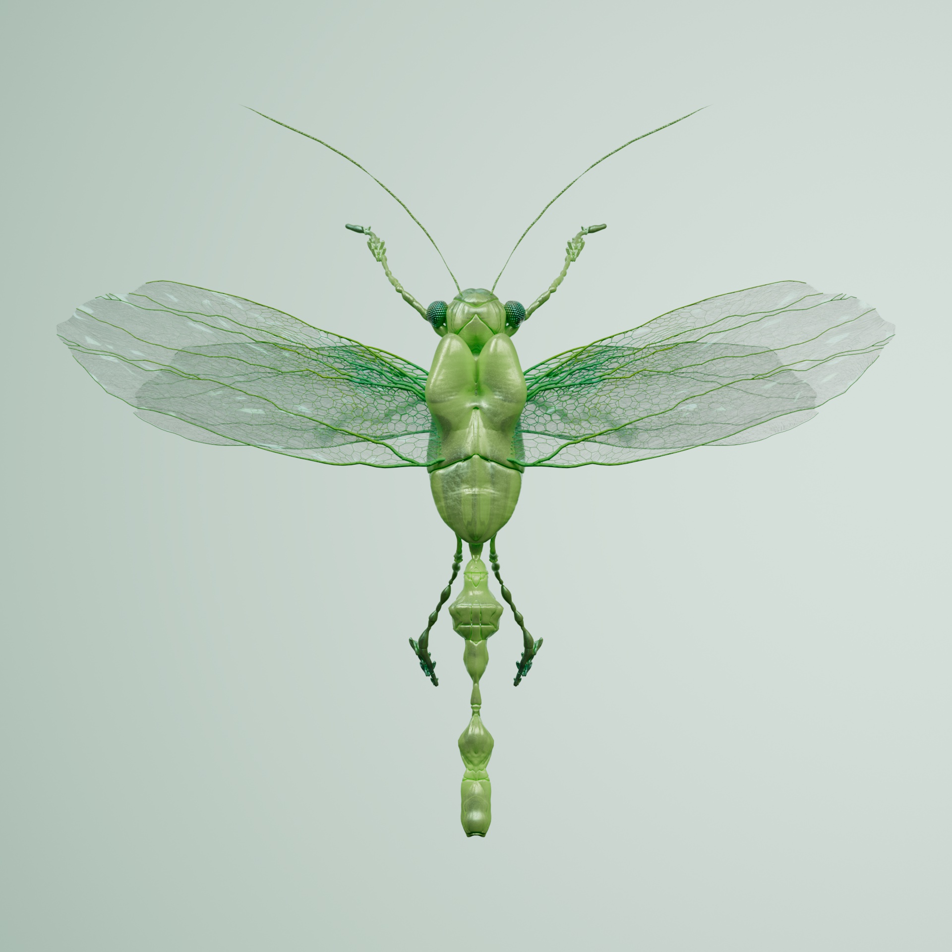 Anisopteracerritulus delphengei