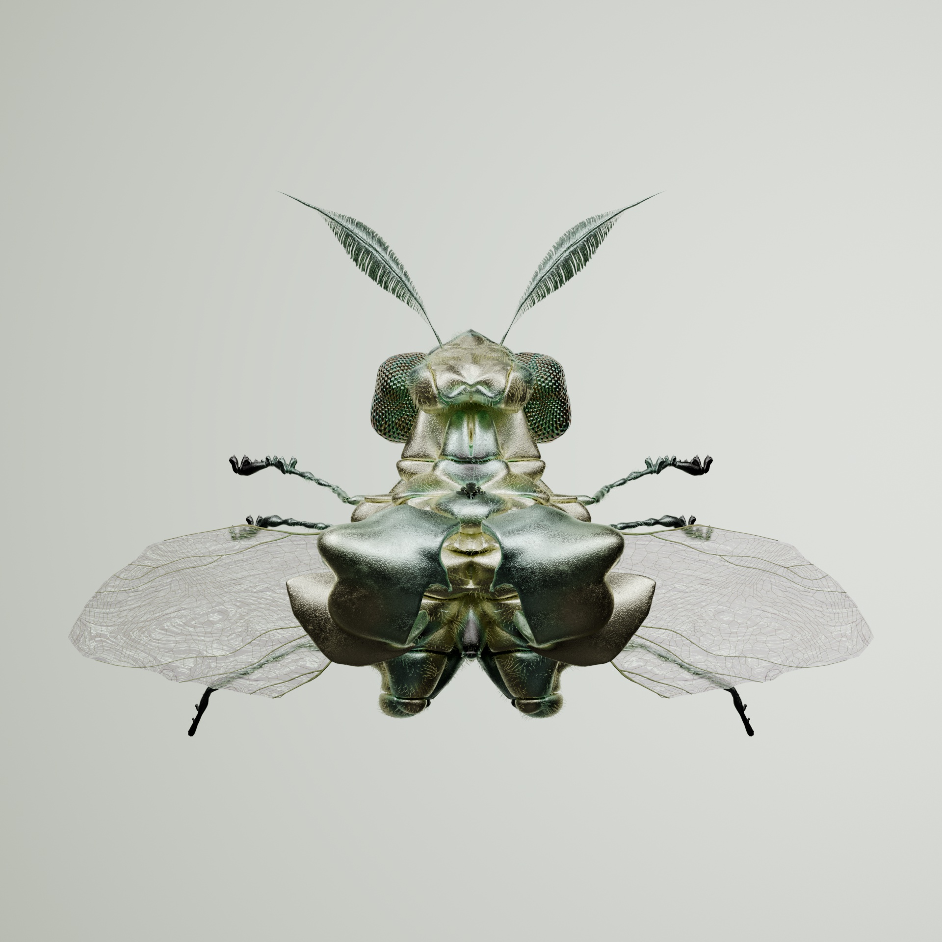 Coleopteraanthidae unicarus