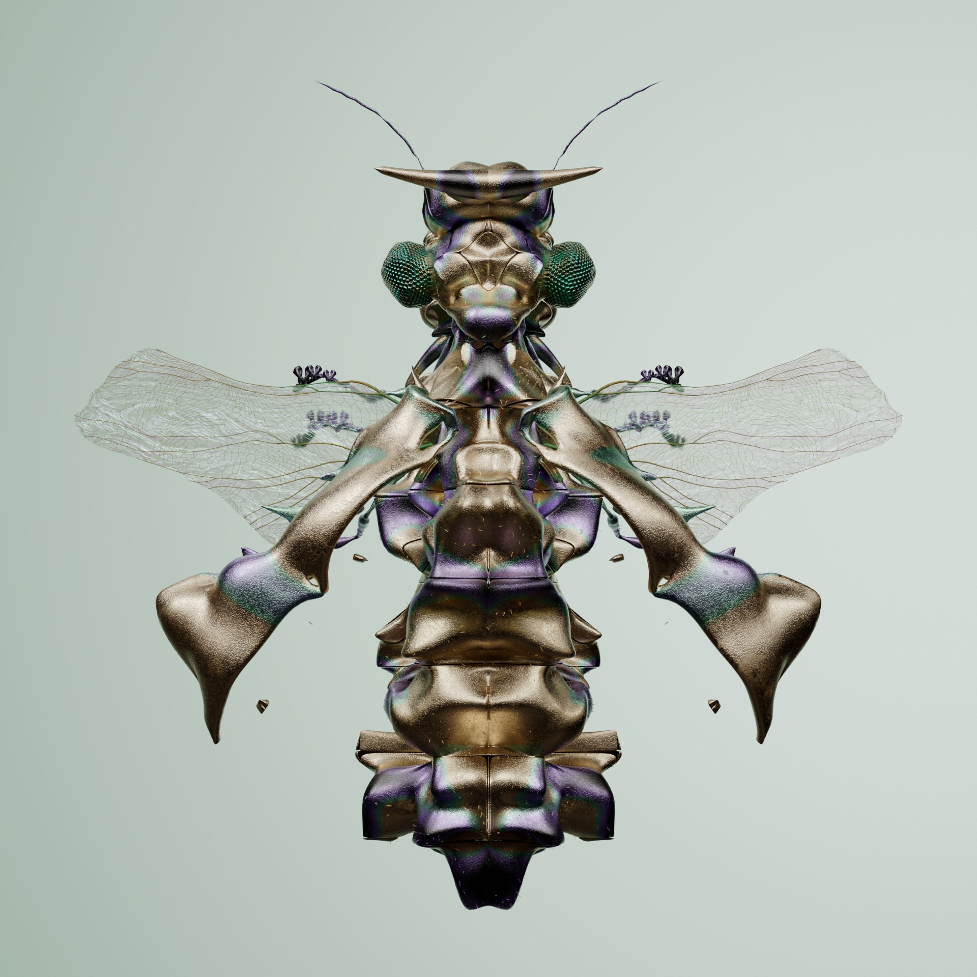 Coleopteraproceritas chrysanicus