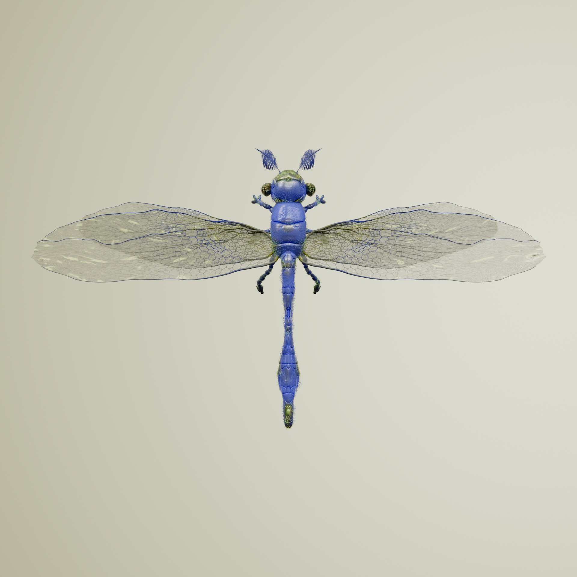 Anisopteraarctos bactrarius