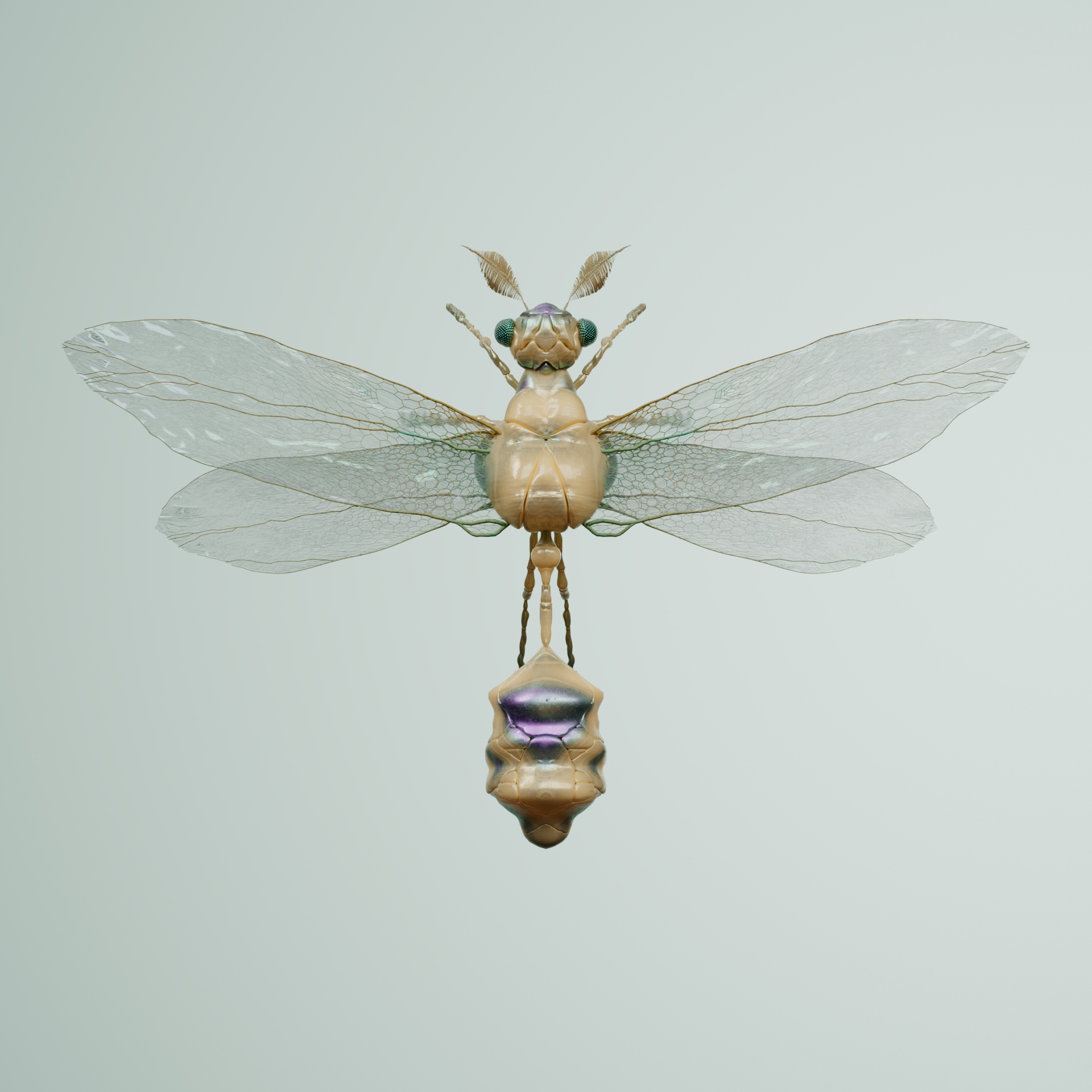 Anisopteraastes occidias
