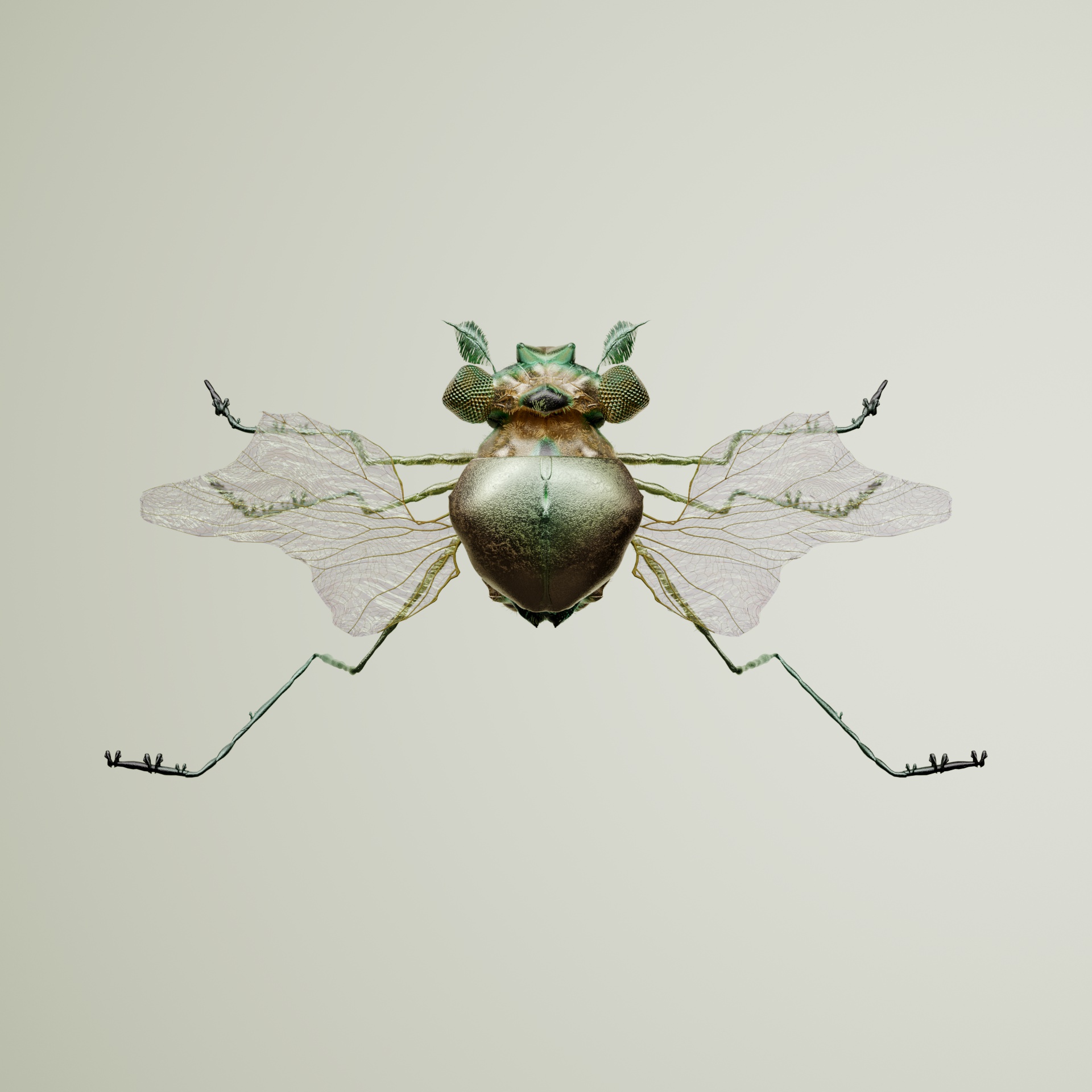 Coleopteraatina tangaris