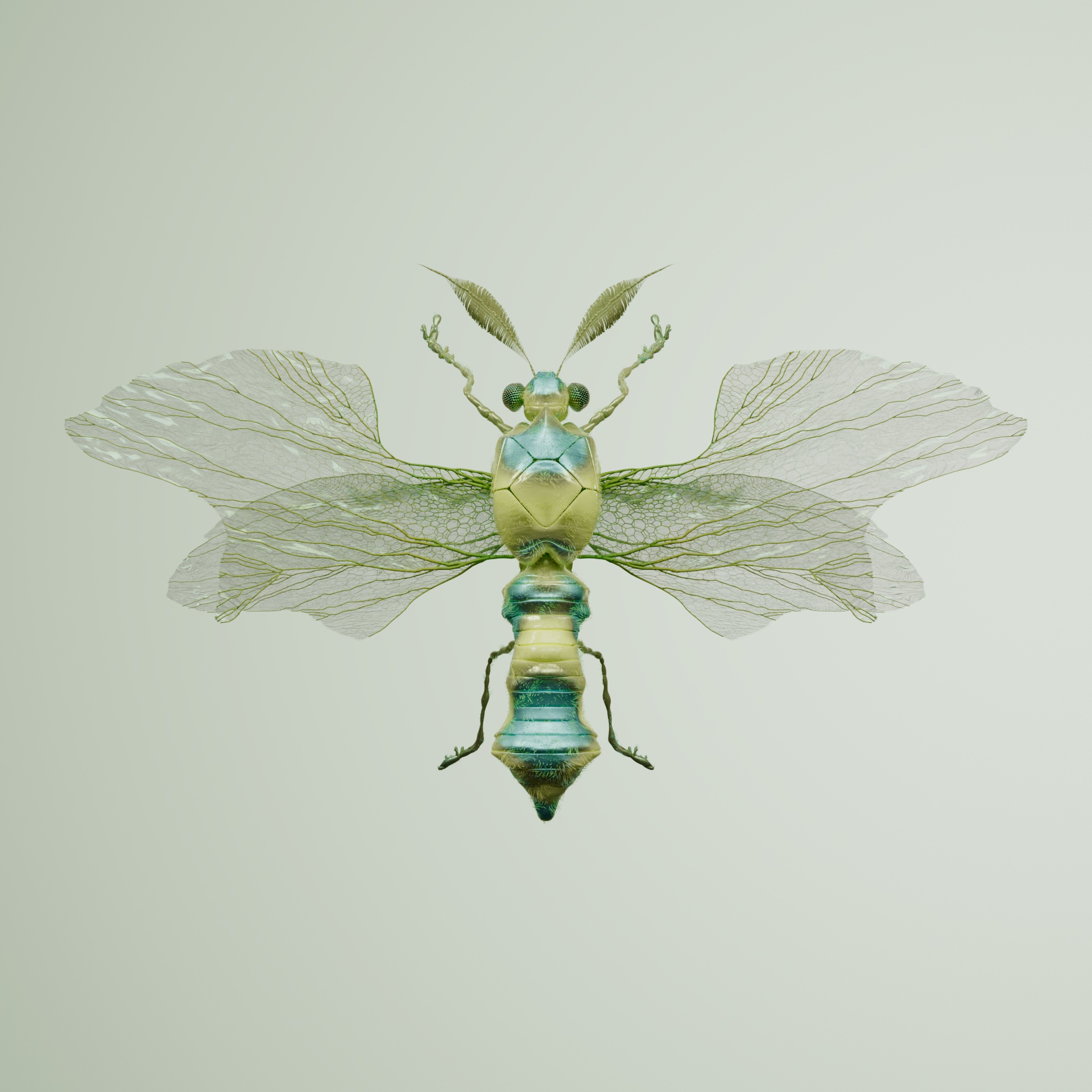 Anisopteravivida tangaris