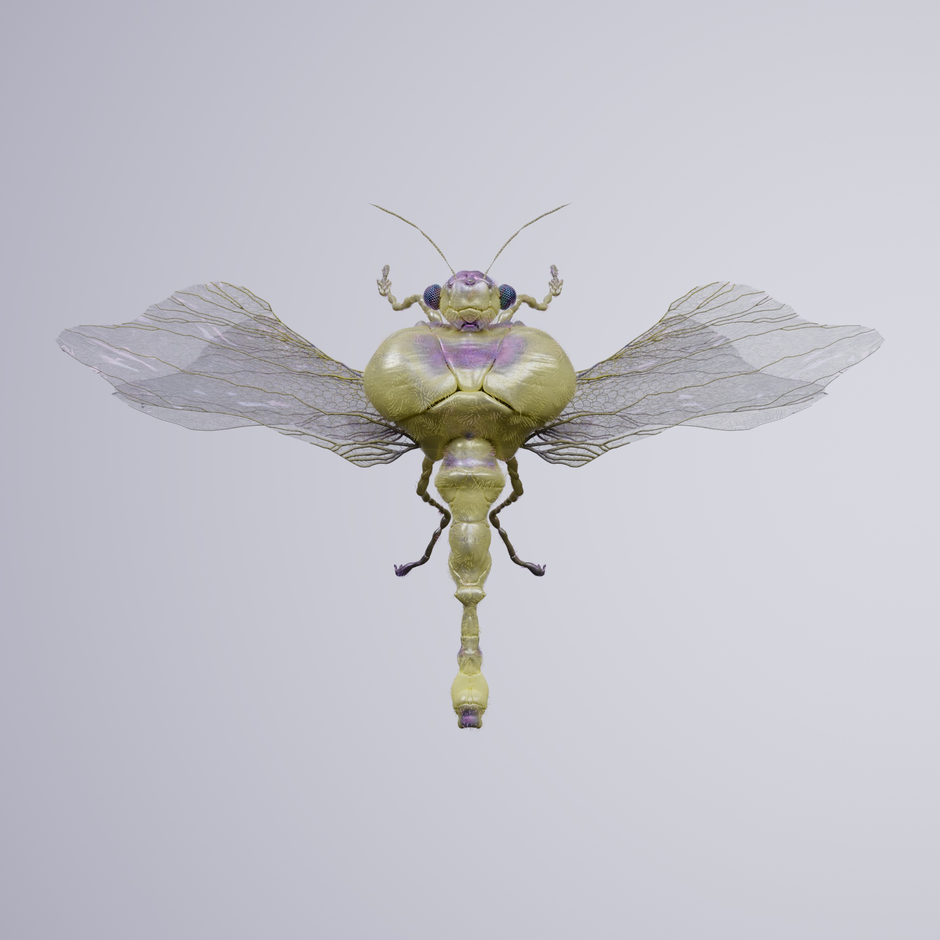 Anisopteraailurus acanthactyla