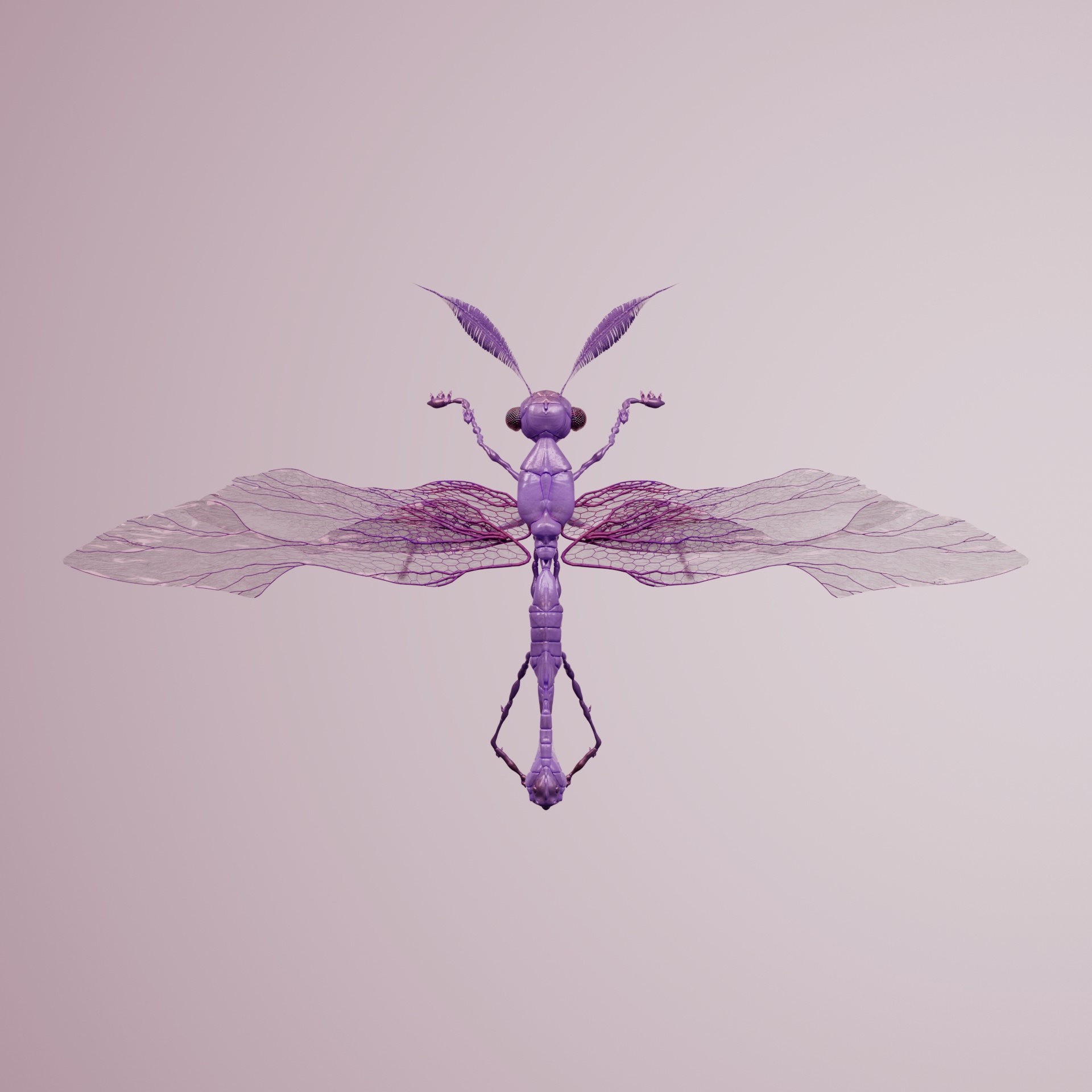 Anisopteraiones derban