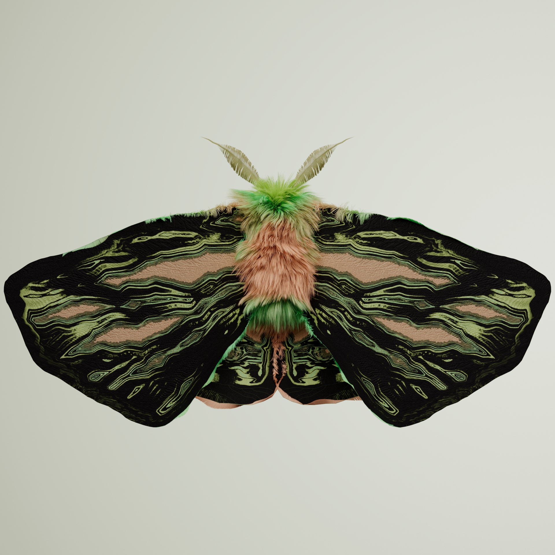 Lepidopteraelus primaja