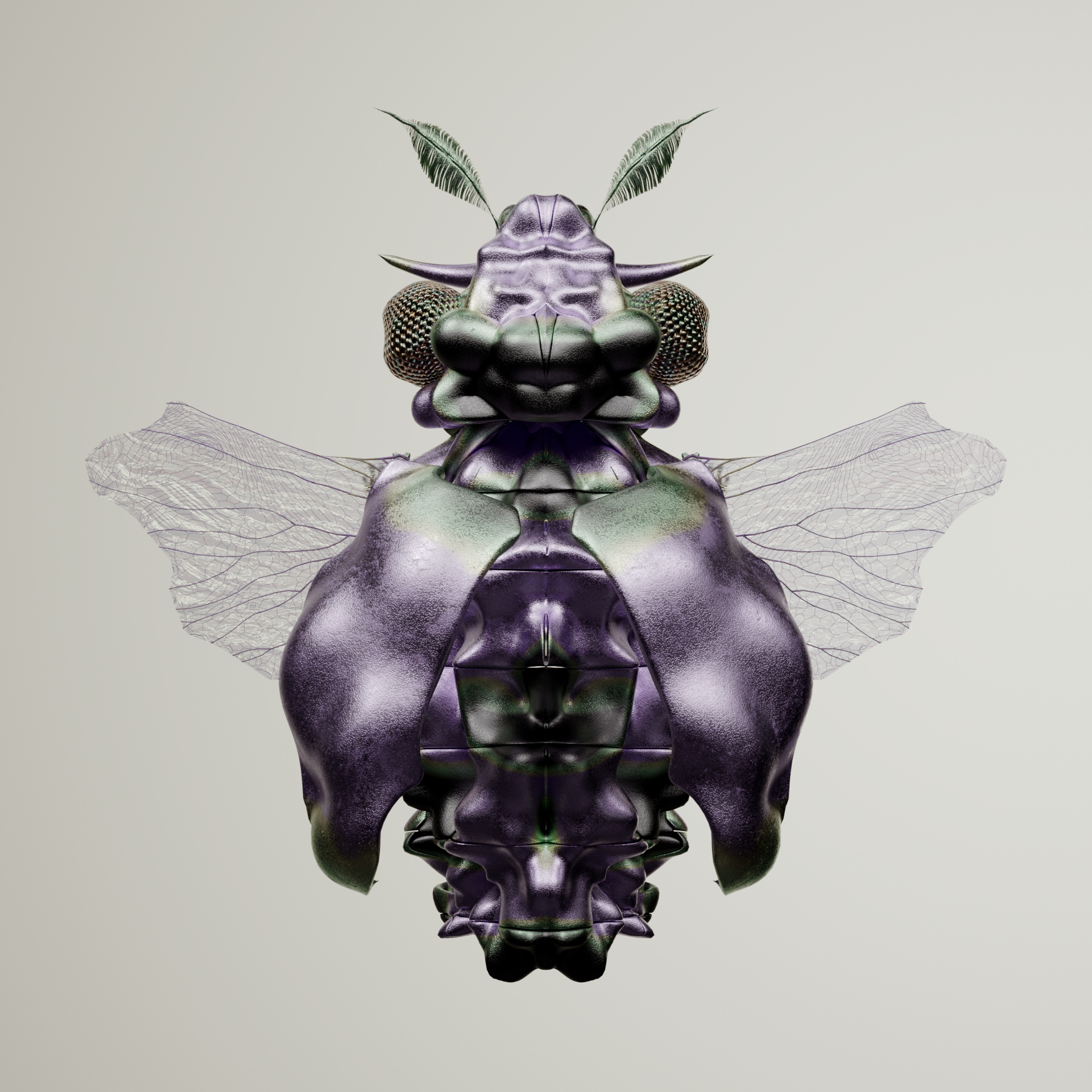 Coleopteraurga splenderi