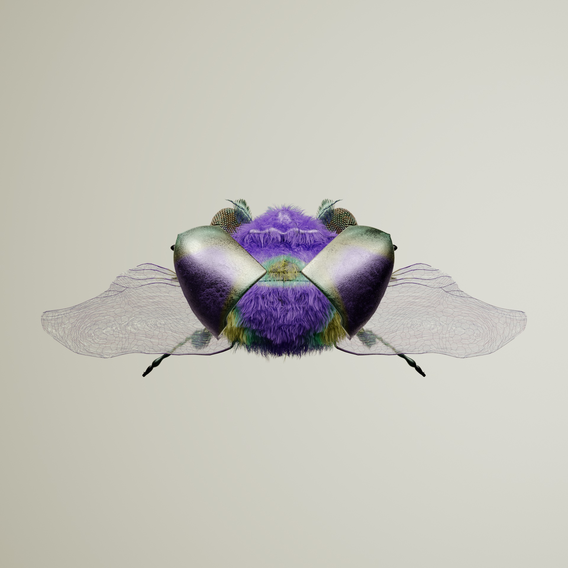 Coleopterapinguis colchon