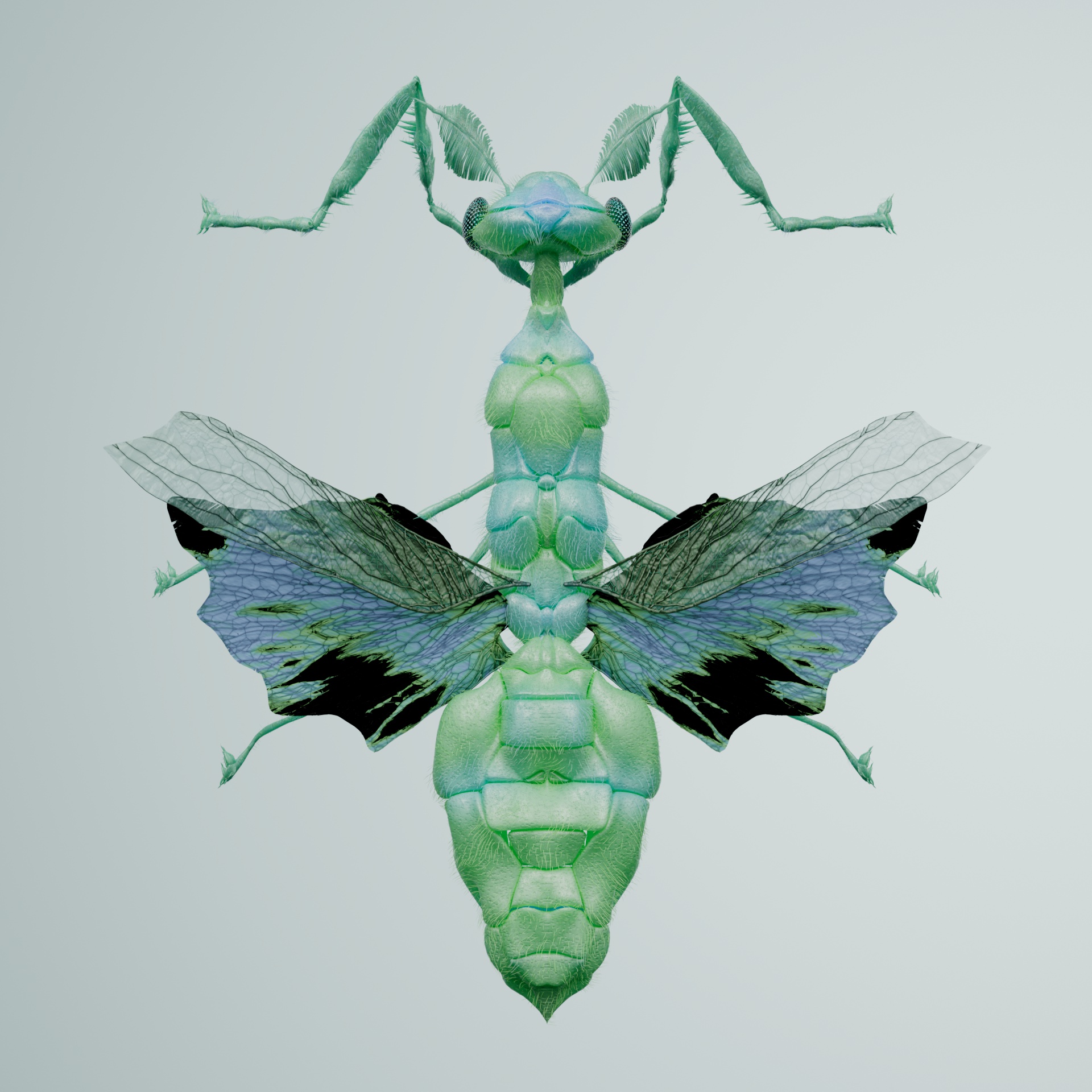 Mantodeapinguis truncectum