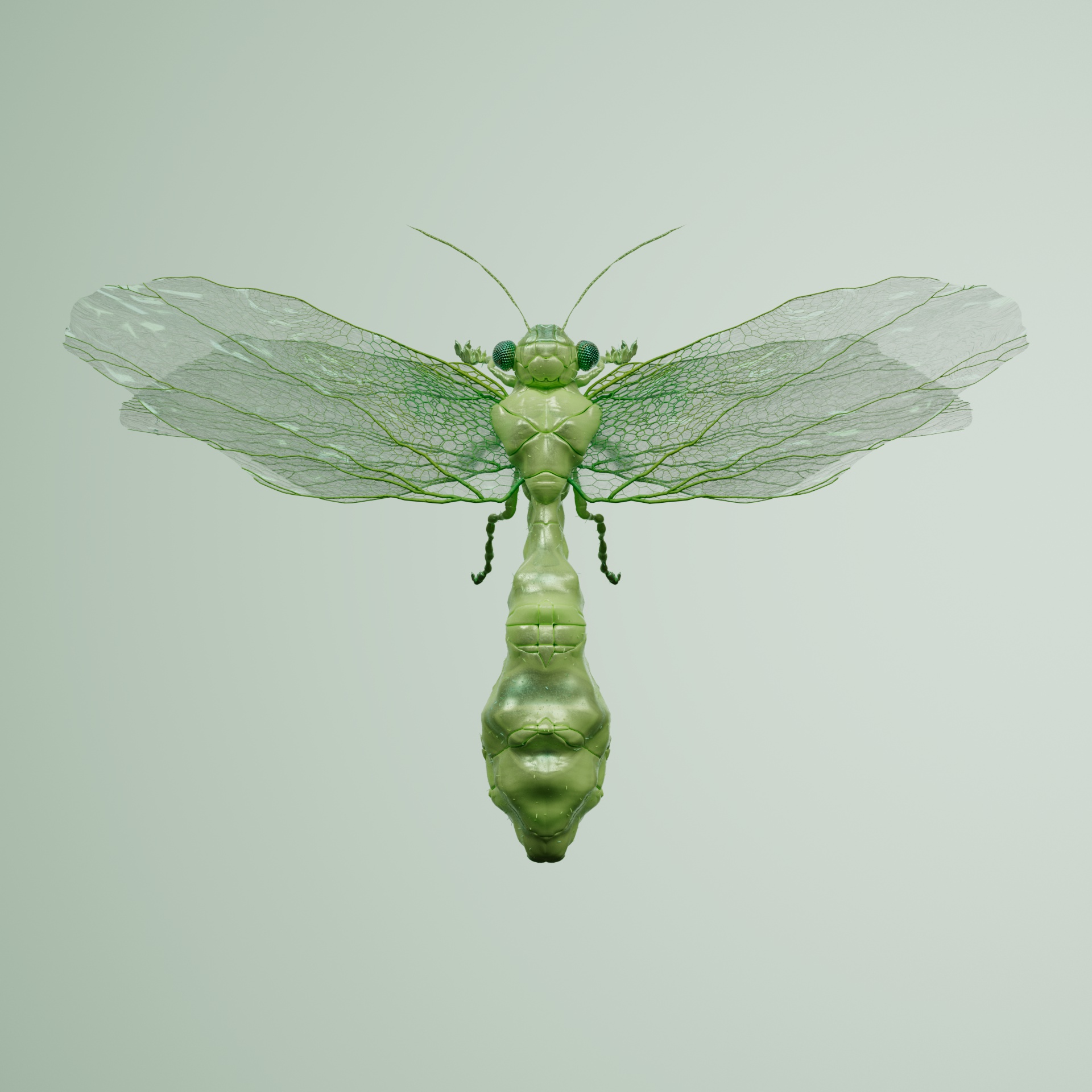 Anisopterapinguis obscuratum
