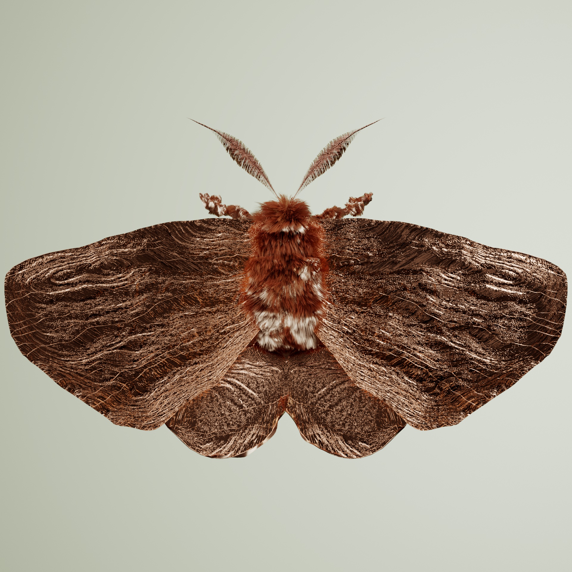 Lepidopteraellidae palmectum