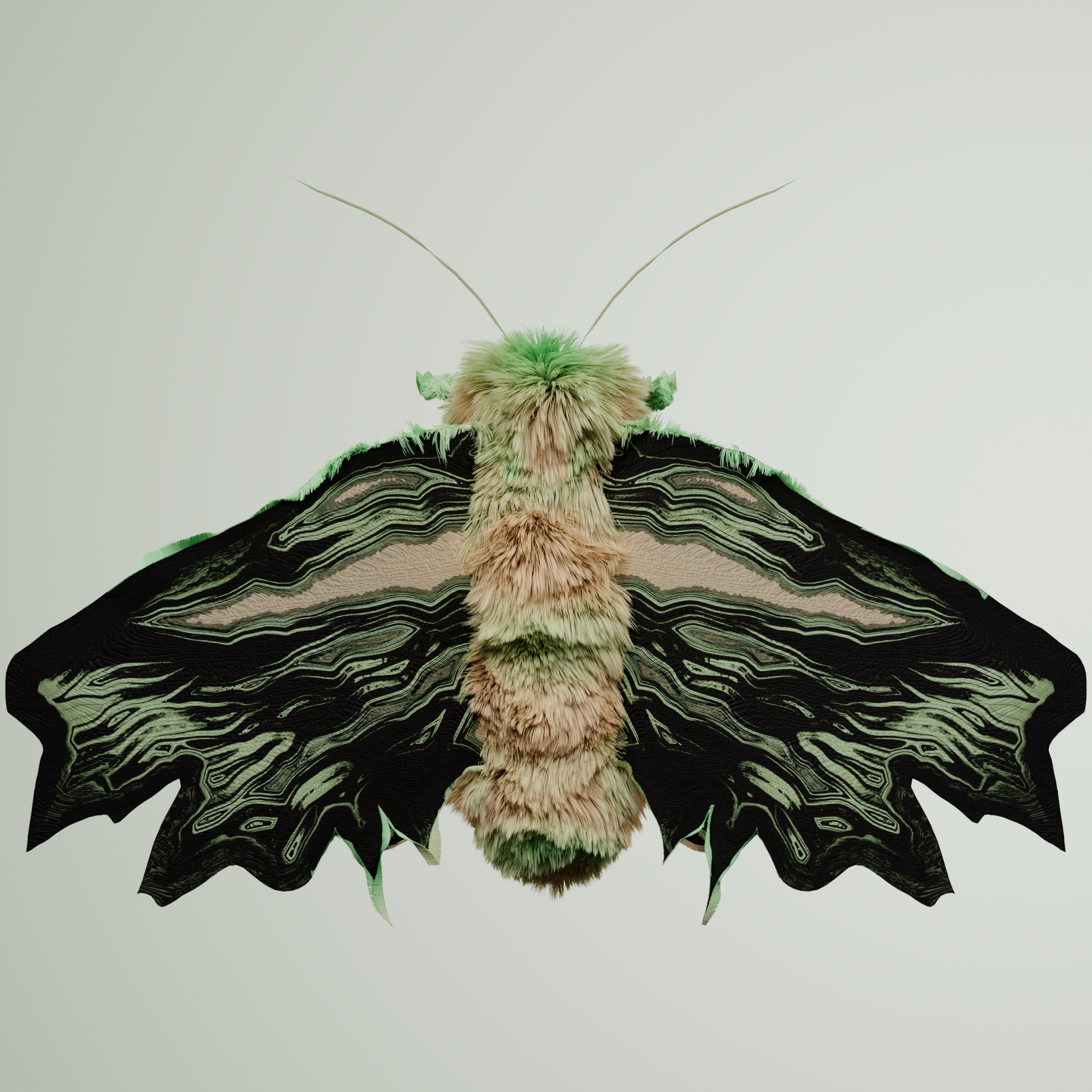 Lepidopteraproceritas axelriacus