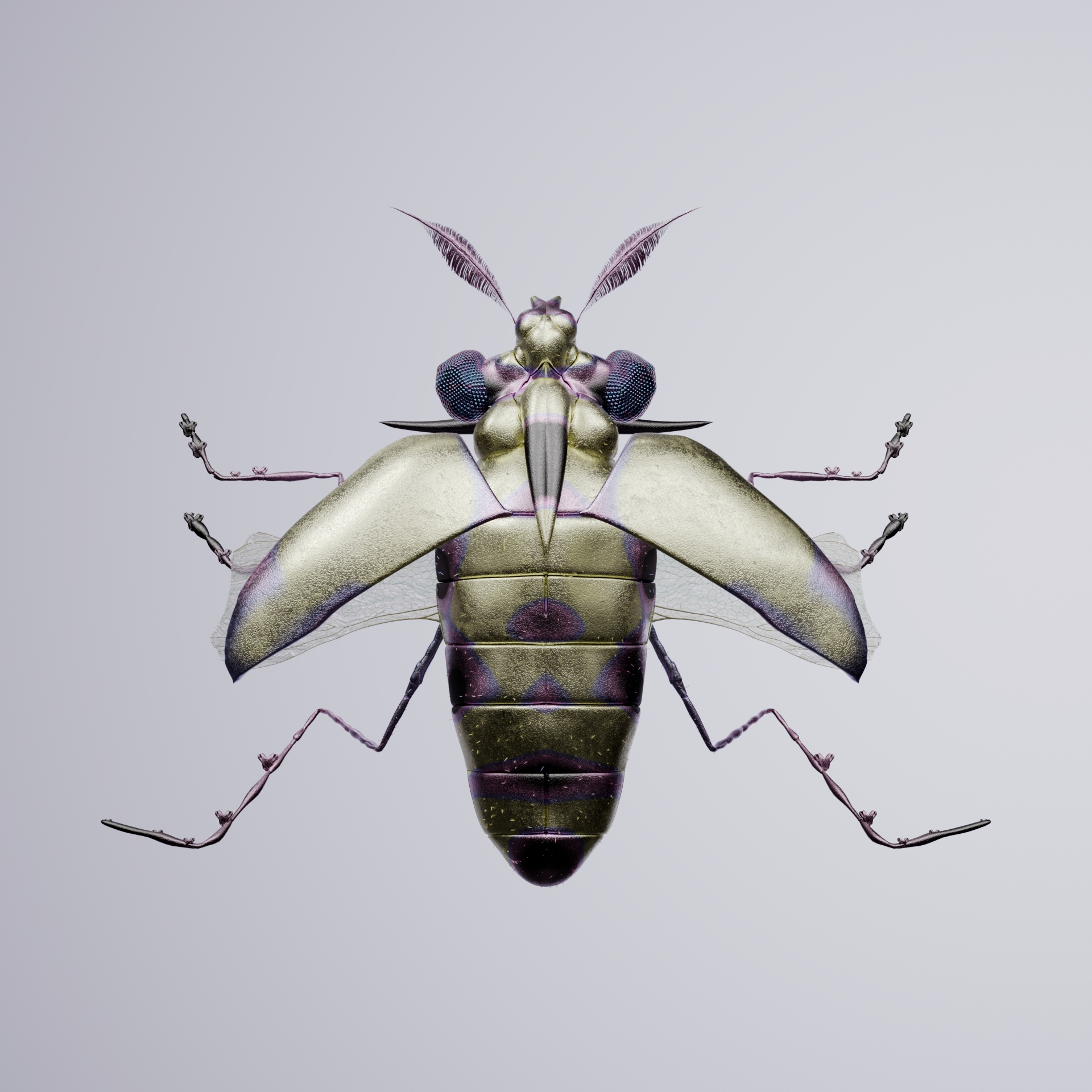 Coleopterapinguis fulgos