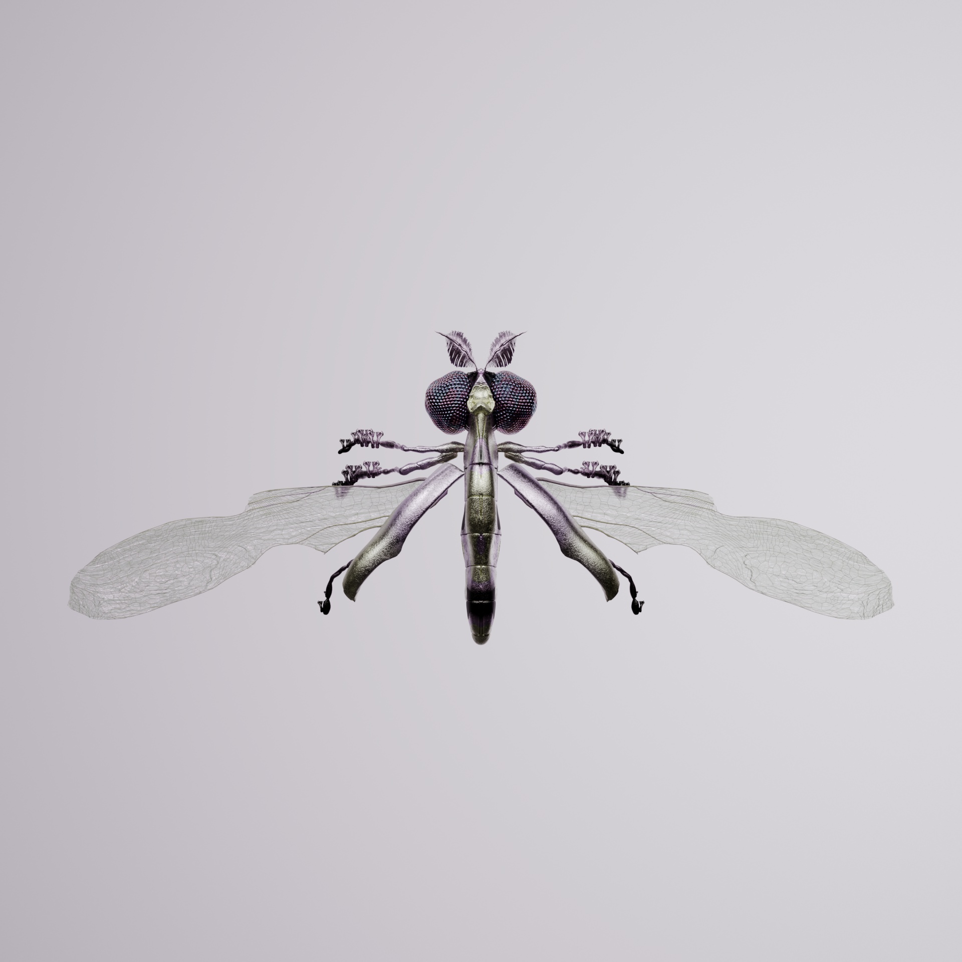 Coleopteraebus angianus