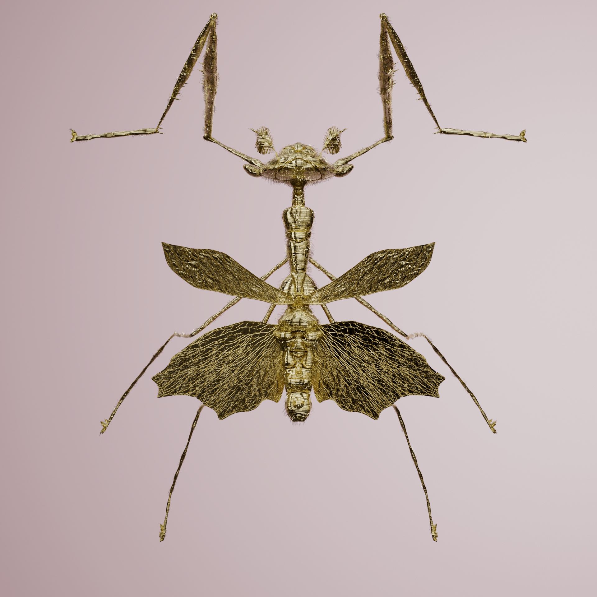 Mantodeaomorpha geoffries