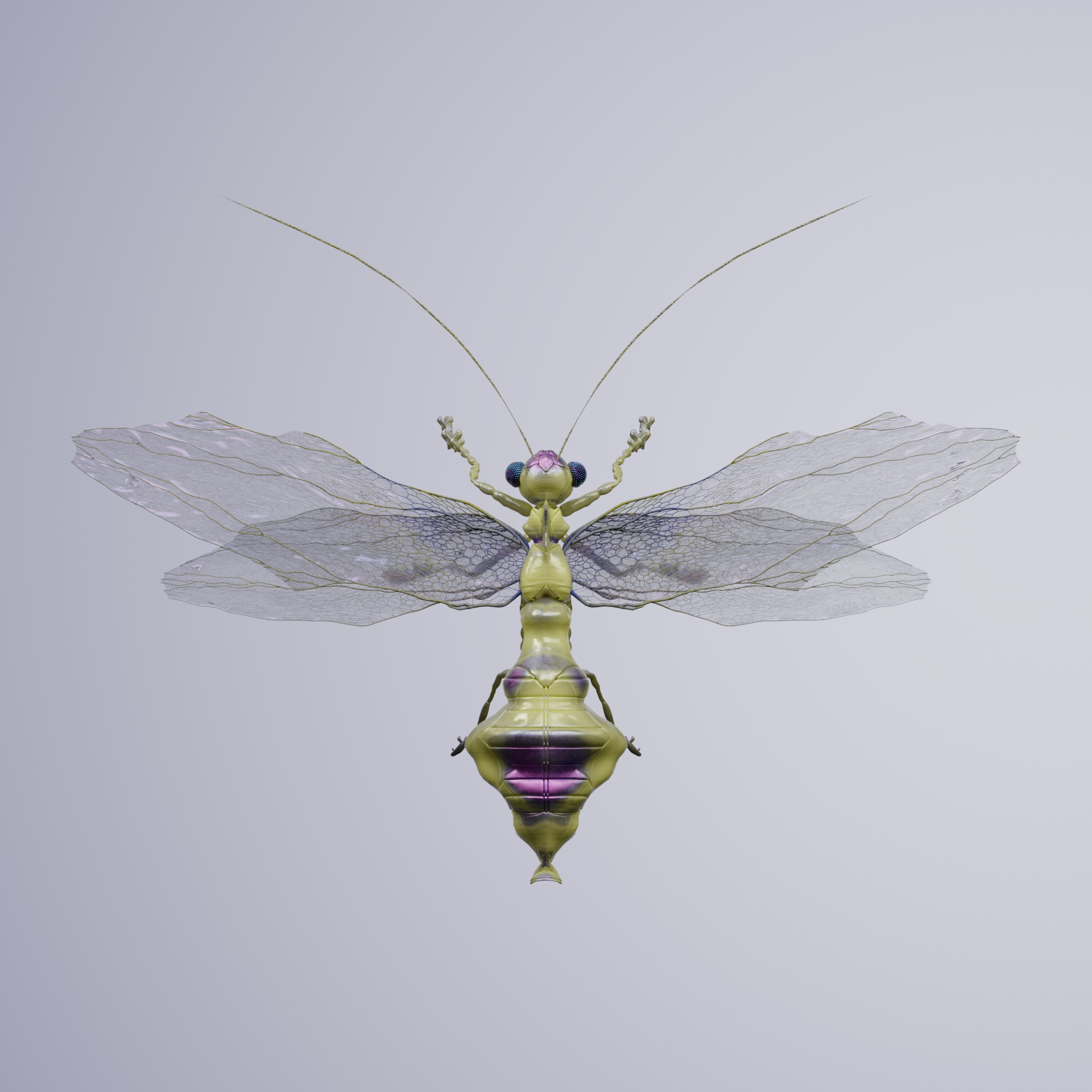 Anisopteracerritulus rattaicus