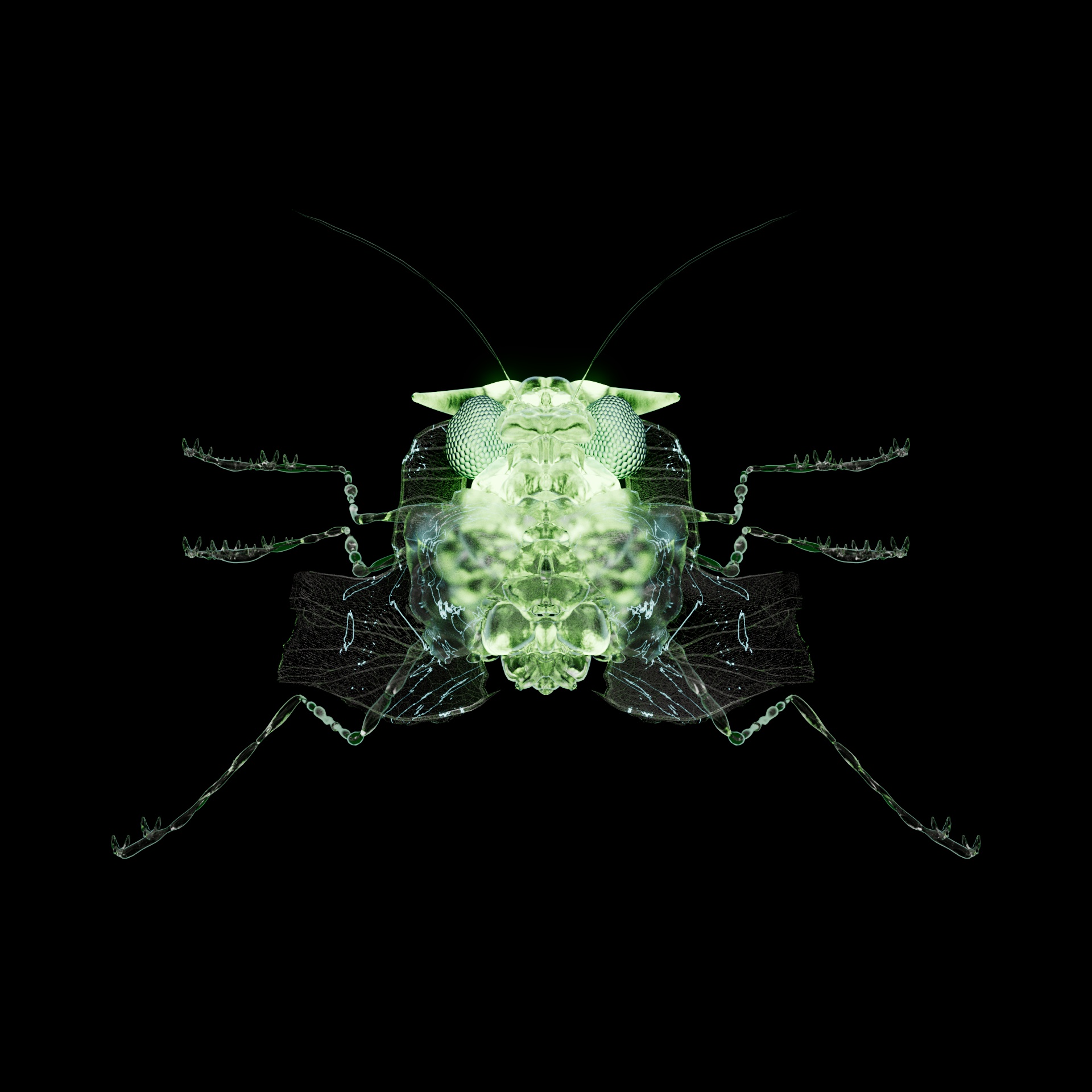 Coleopteravivida pygmofa