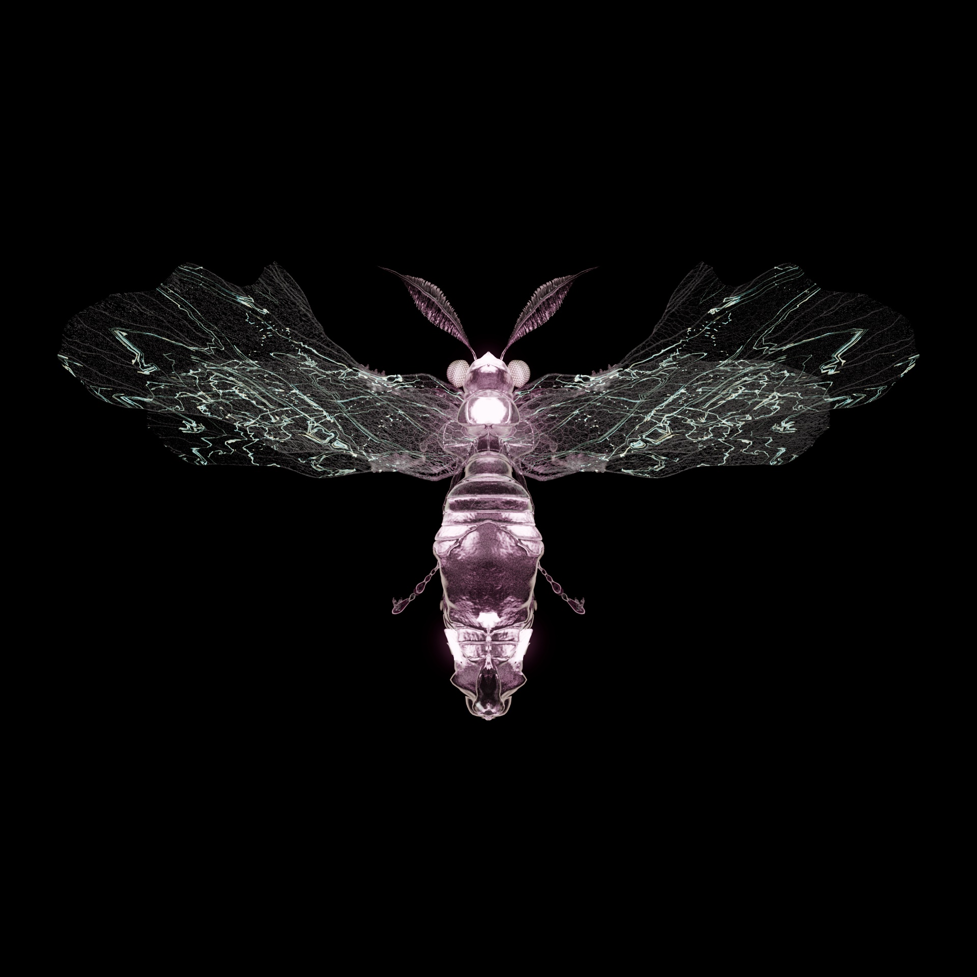 Anisopterapinguis rosacal